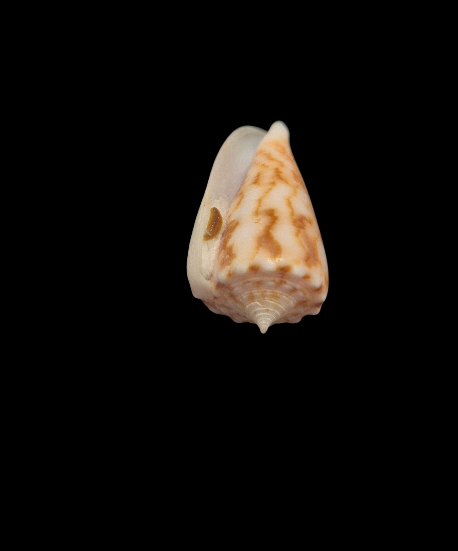 BC152 Conus alexandrei w/o - VERY SELECTED - Image 5