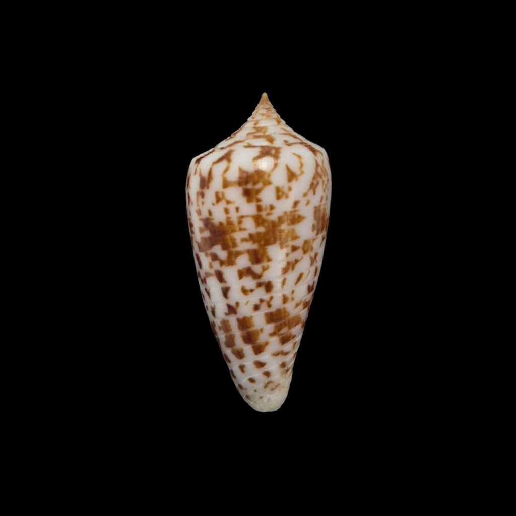 BC185 Conus vegaluzi w/o