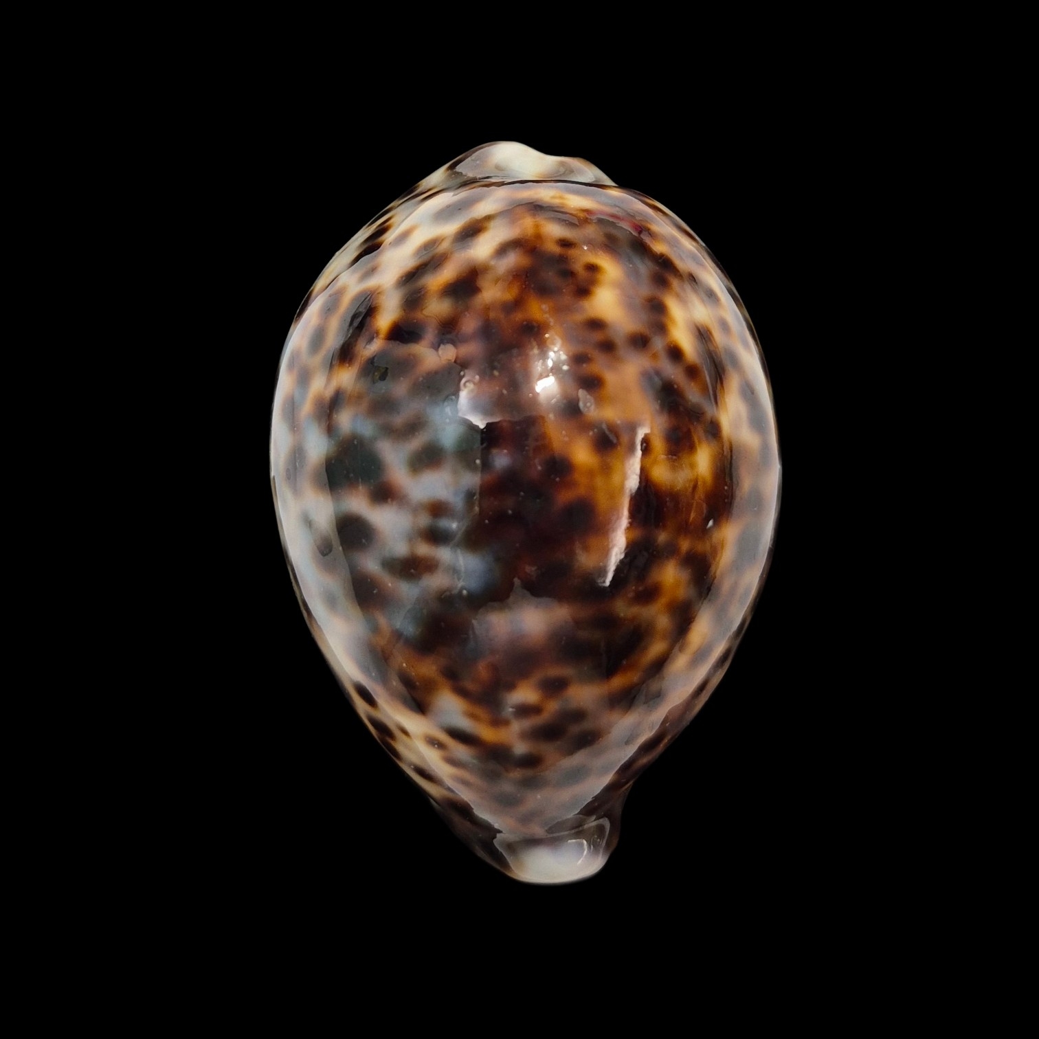BC350 Cypraea tigris f. lorenzi - MARQUESAS
