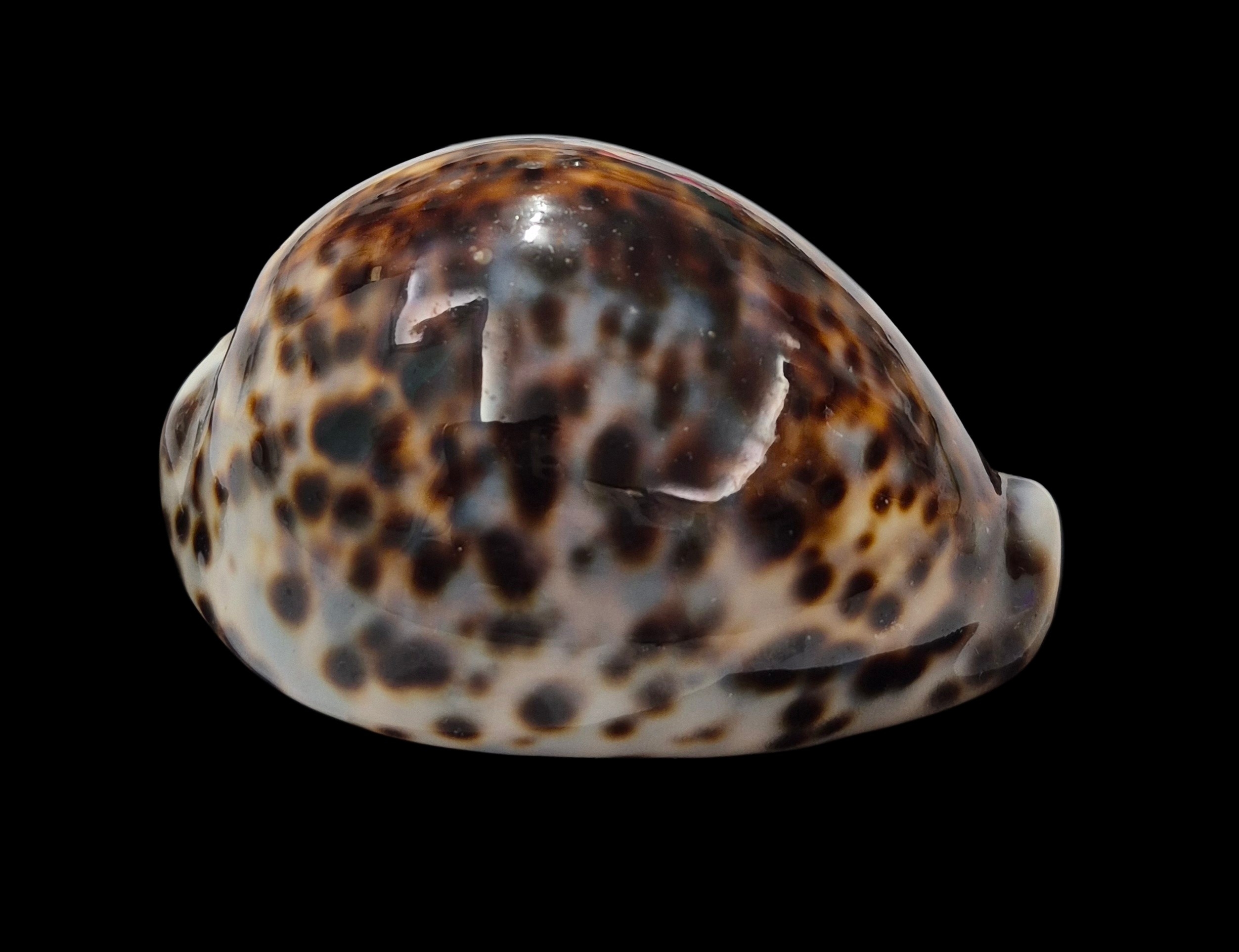 BC350 Cypraea tigris f. lorenzi - MARQUESAS - Image 3