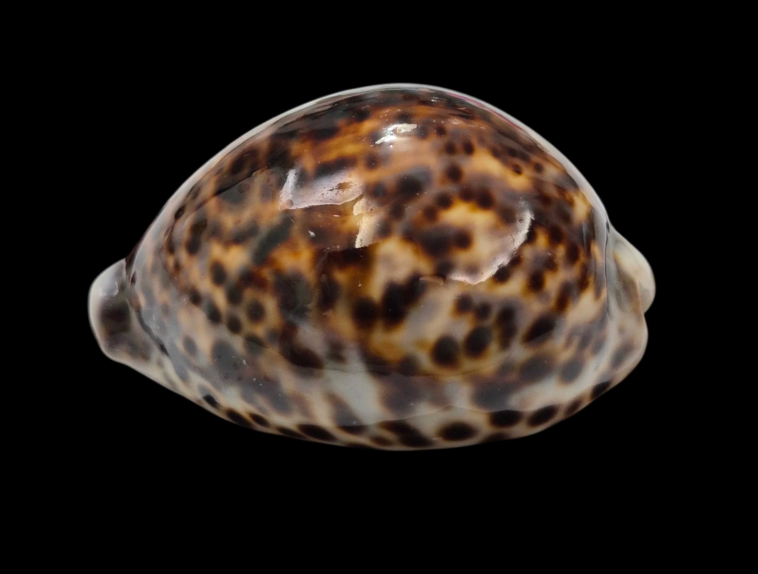 BC350 Cypraea tigris f. lorenzi - MARQUESAS - Image 4