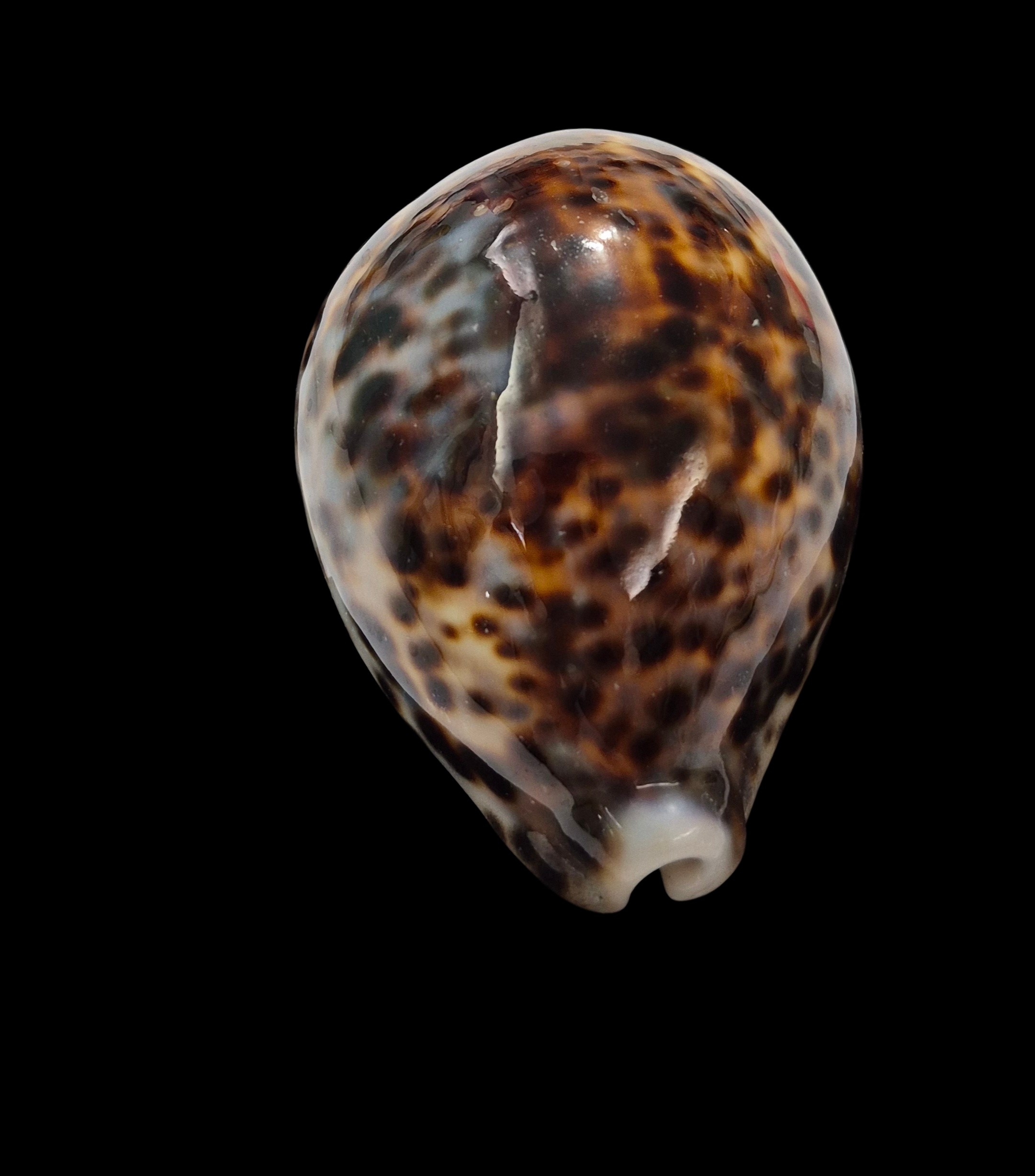 BC350 Cypraea tigris f. lorenzi - MARQUESAS - Image 6