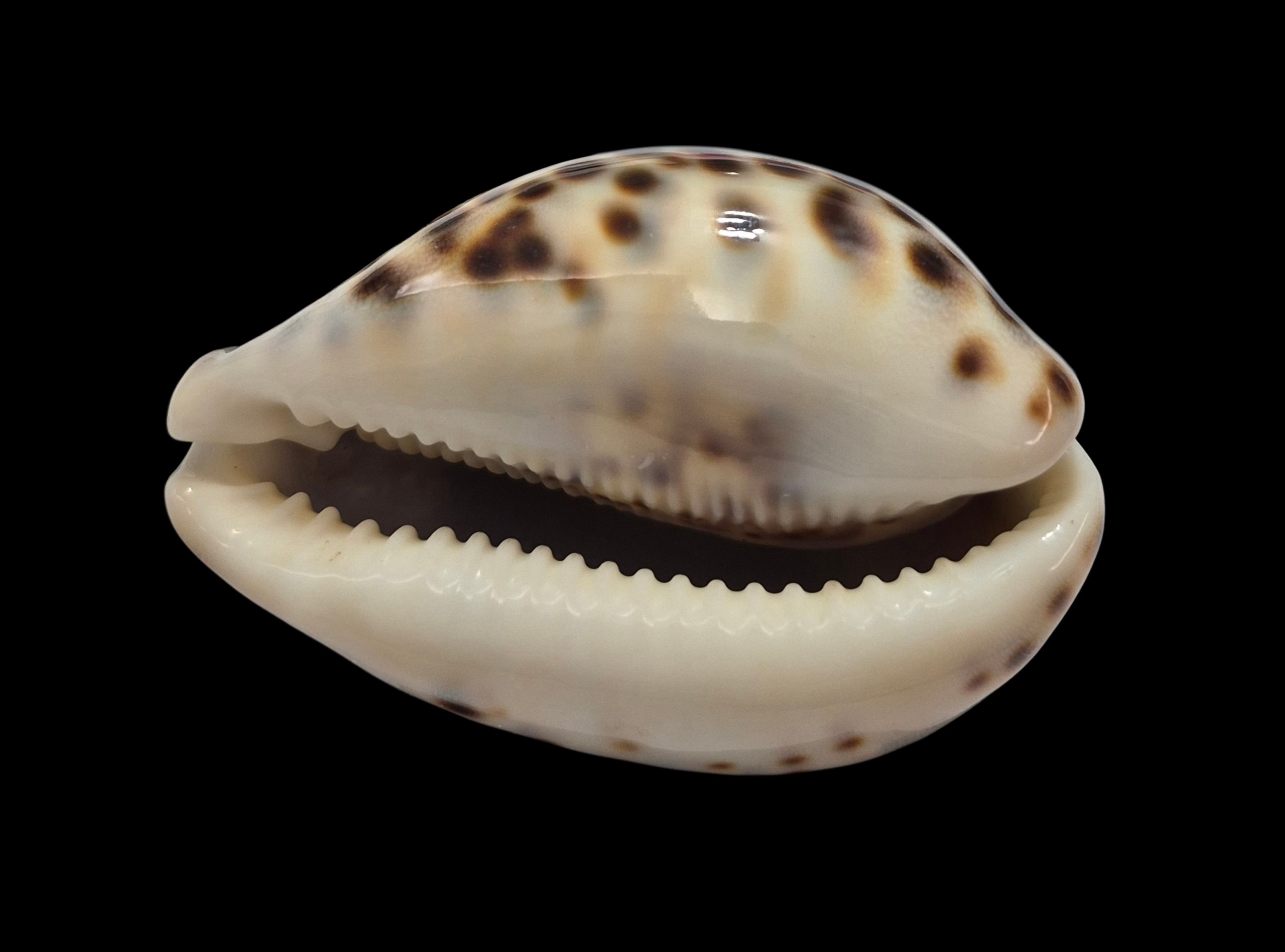 BC350 Cypraea tigris f. lorenzi - MARQUESAS - Image 2
