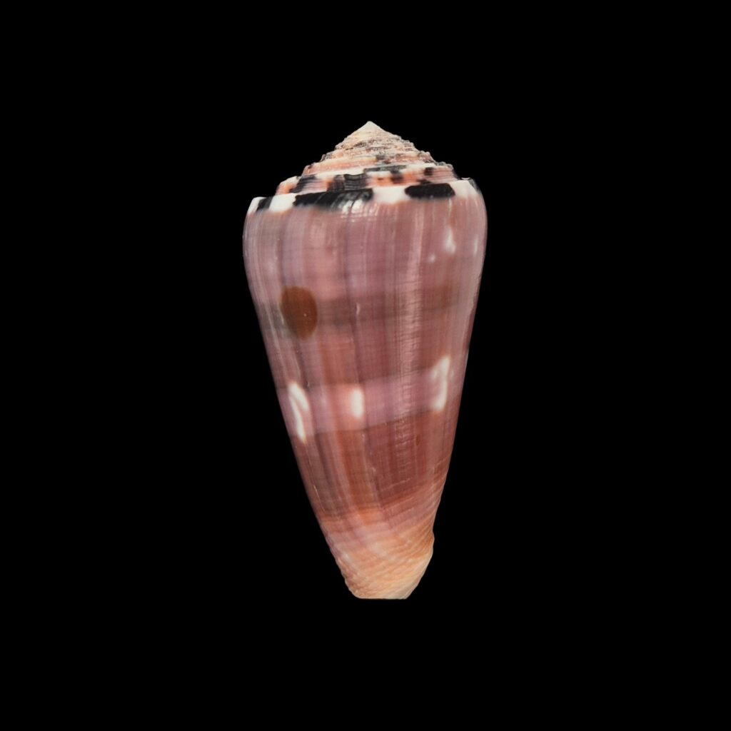 BC403 Conus gauguini w/o - FRESH BEAUTY