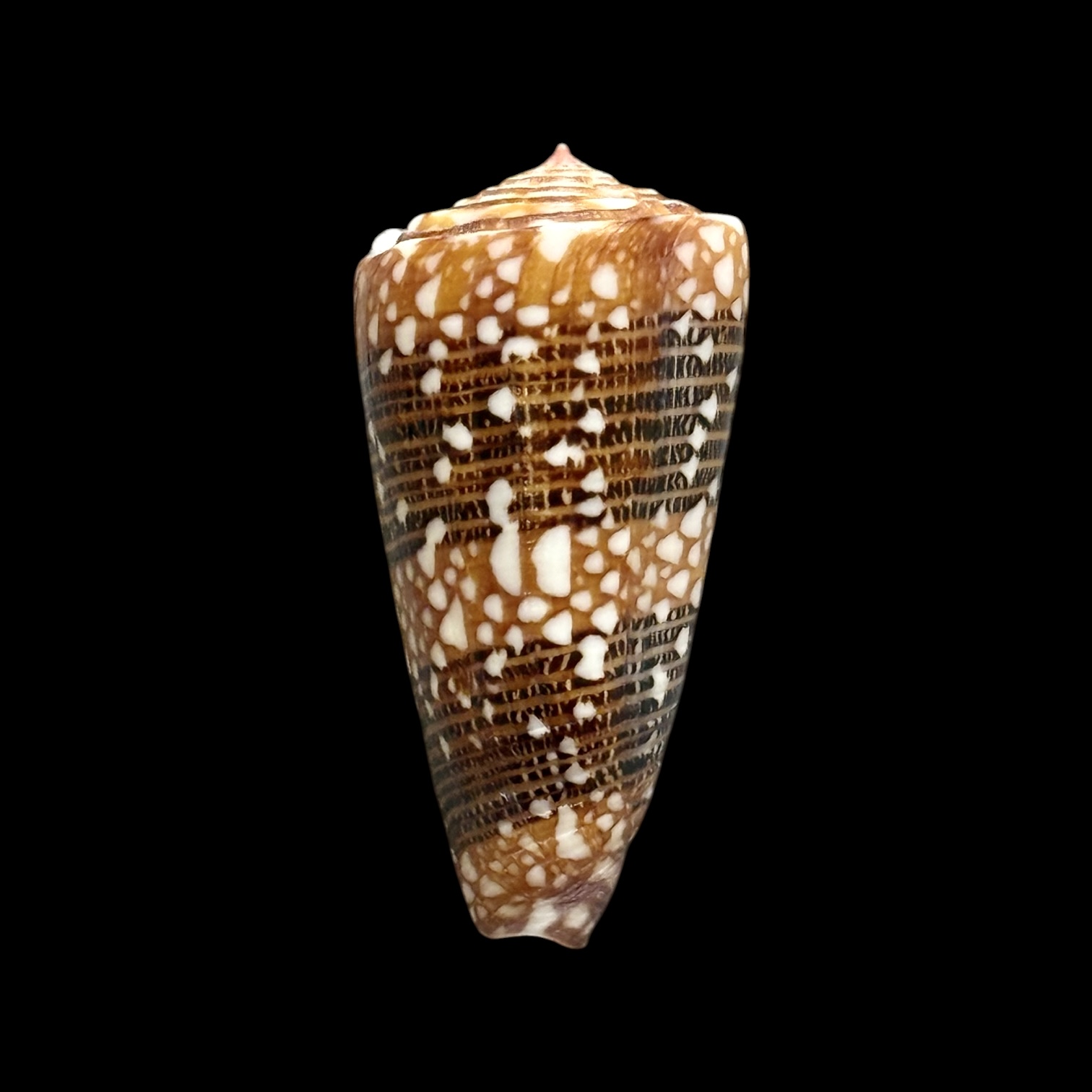 BC189 Conus nobilis victor