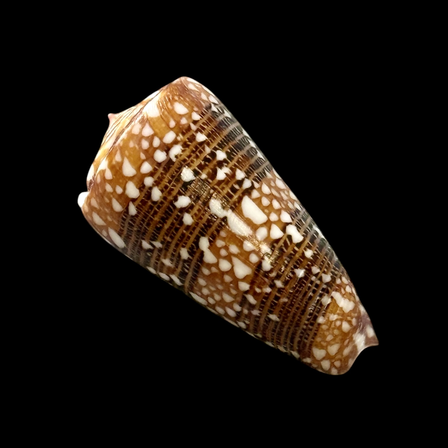 BC189 Conus nobilis victor - Image 2