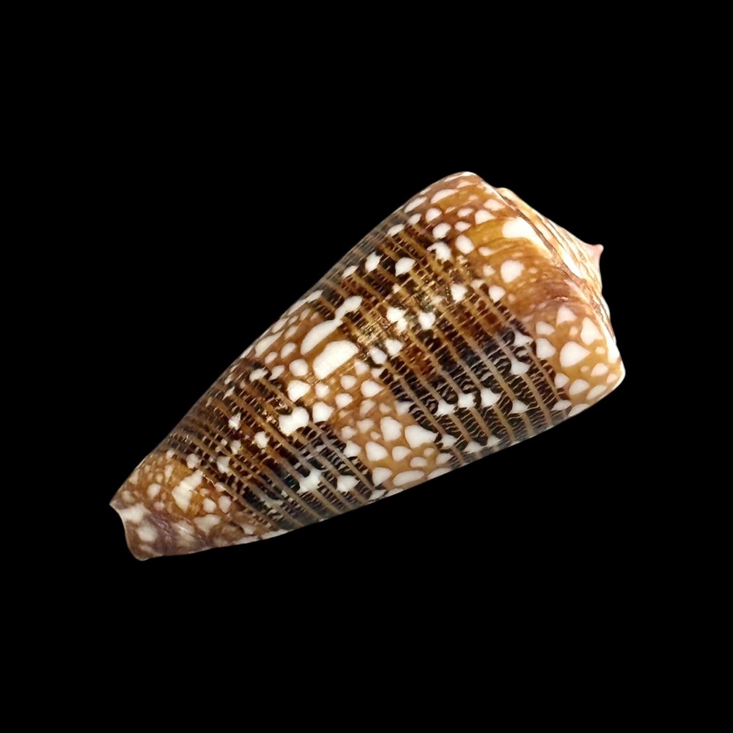 BC189 Conus nobilis victor - Image 3