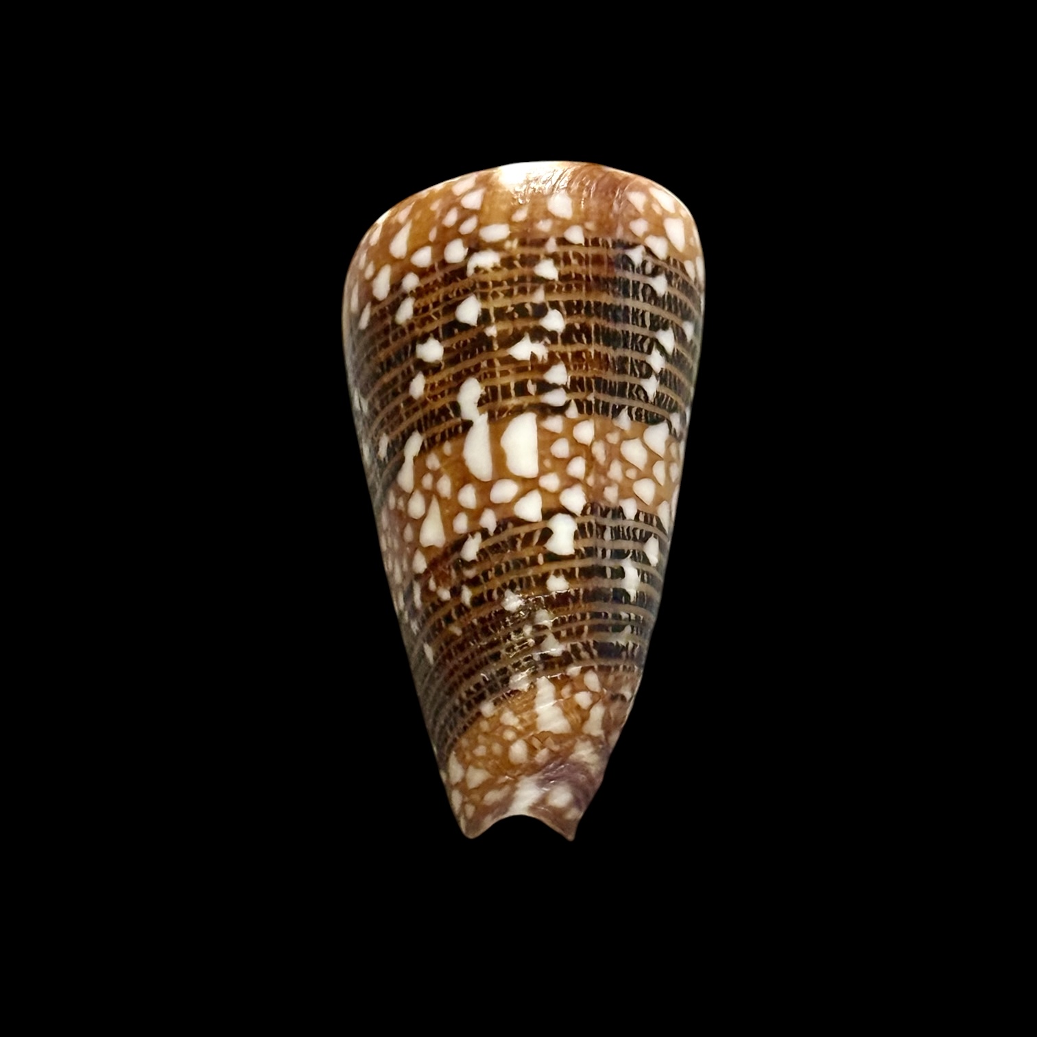 BC189 Conus nobilis victor - Image 4