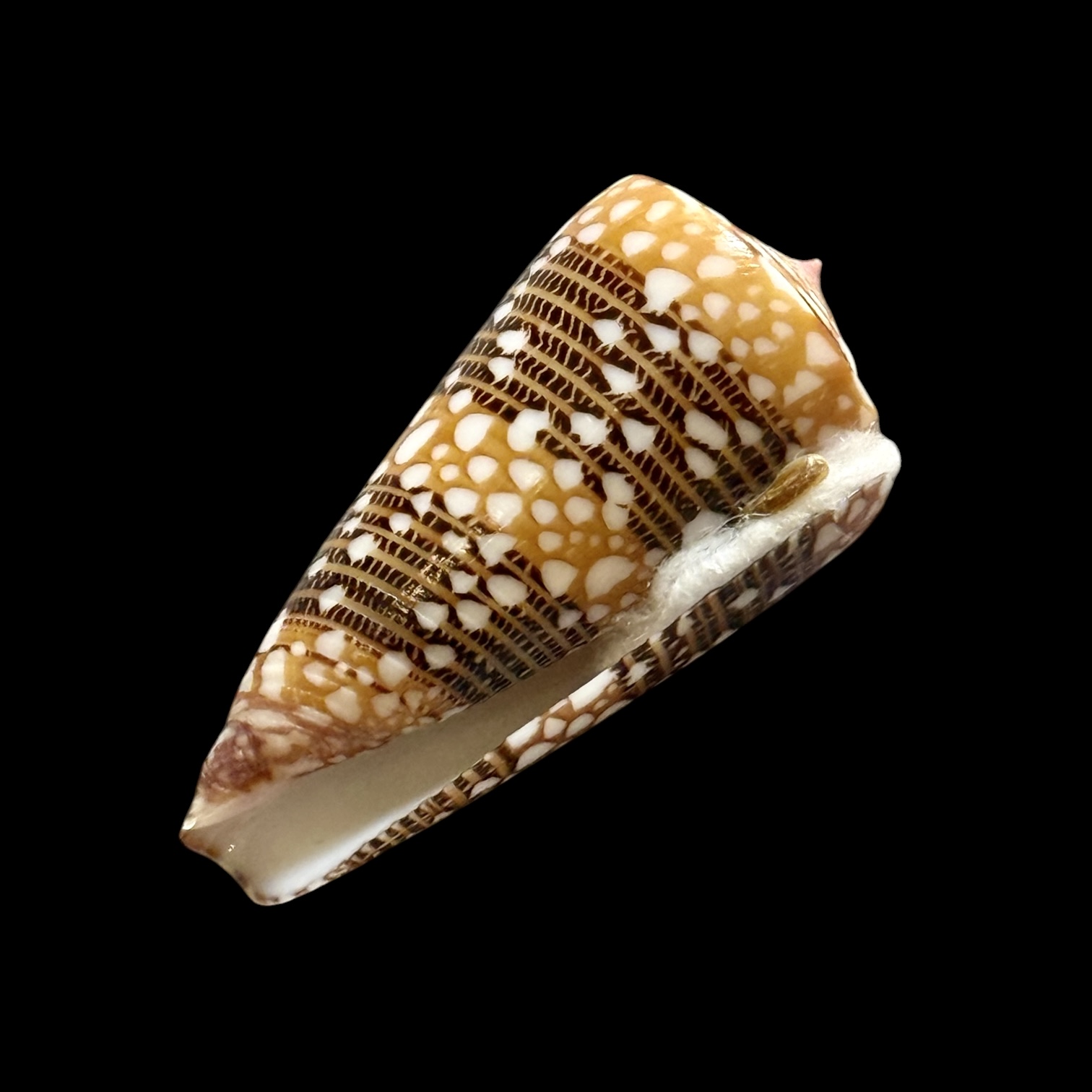 BC189 Conus nobilis victor - Image 5