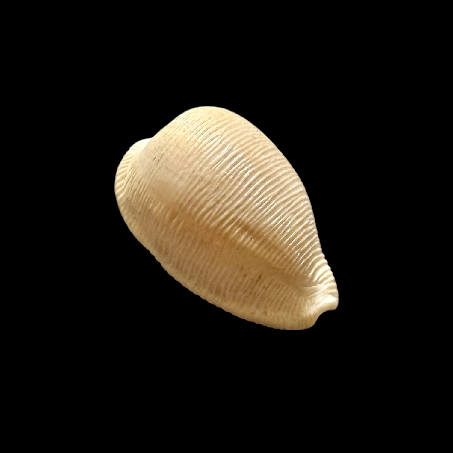 BC195 Cypraeovula capensis gonubiensis - Image 2