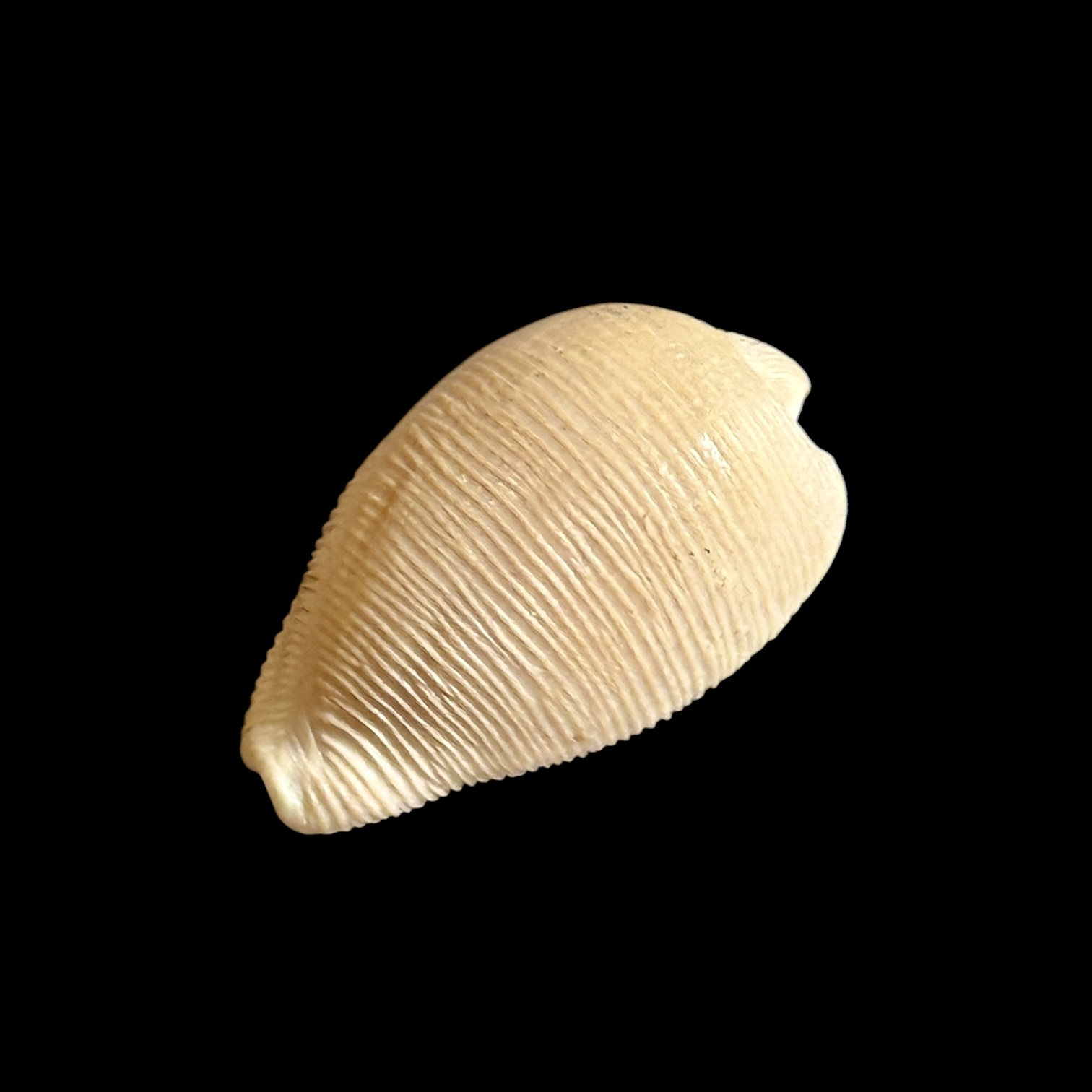 BC195 Cypraeovula capensis gonubiensis - Image 3