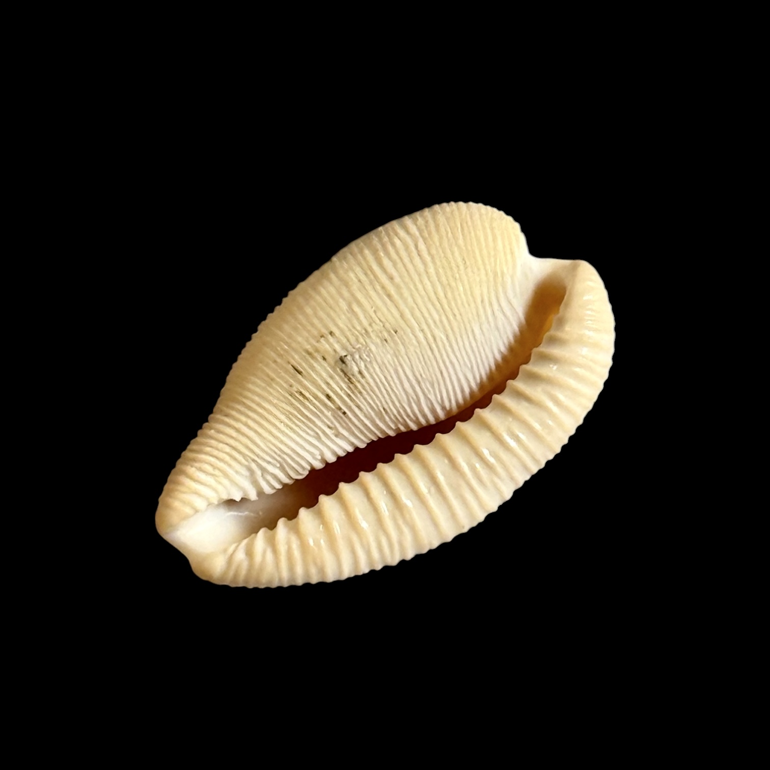 BC195 Cypraeovula capensis gonubiensis - Image 4