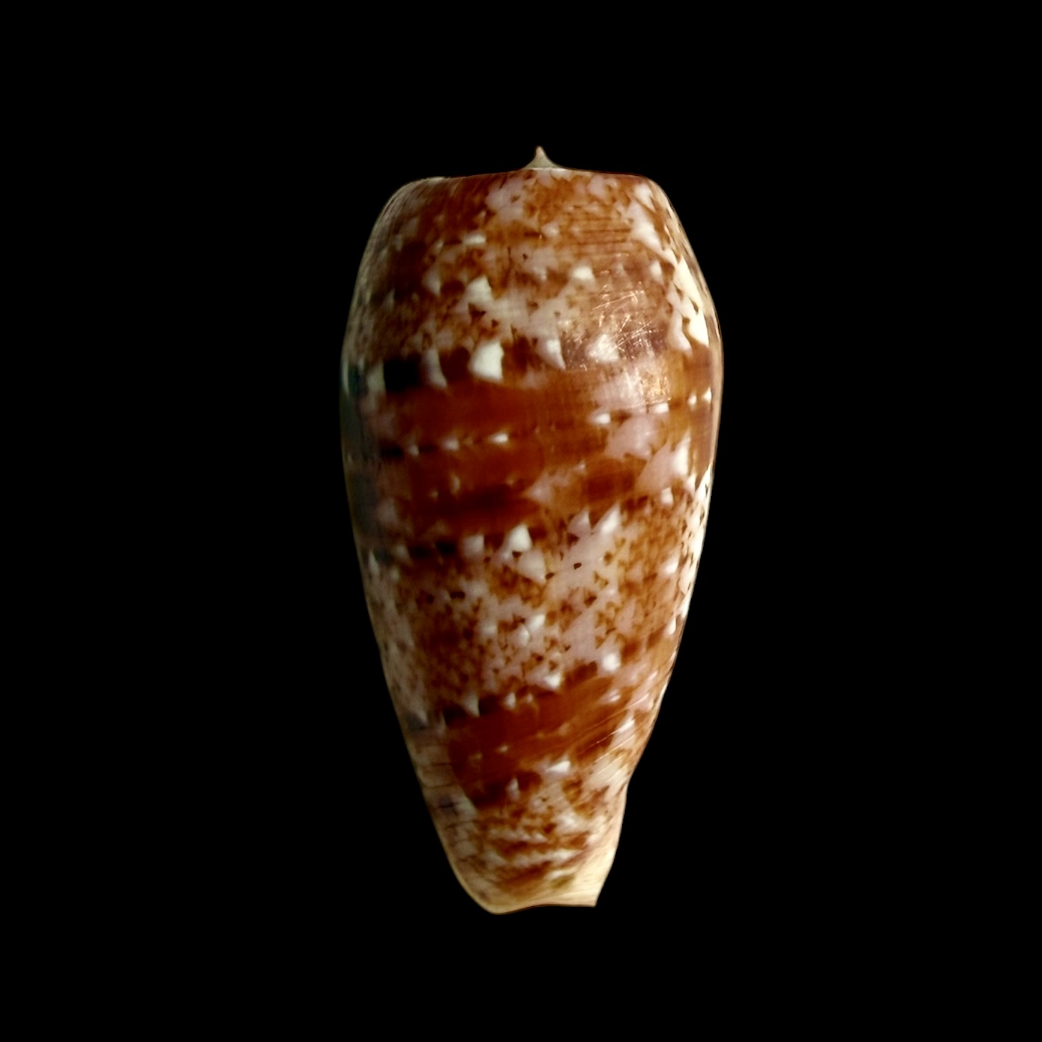 BC399 Conus minamiae w/o - MARQUESAS BEAUTY - Image 2