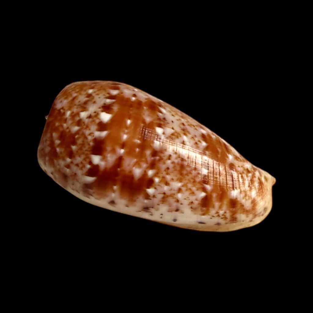 BC399 Conus minamiae w/o - MARQUESAS BEAUTY