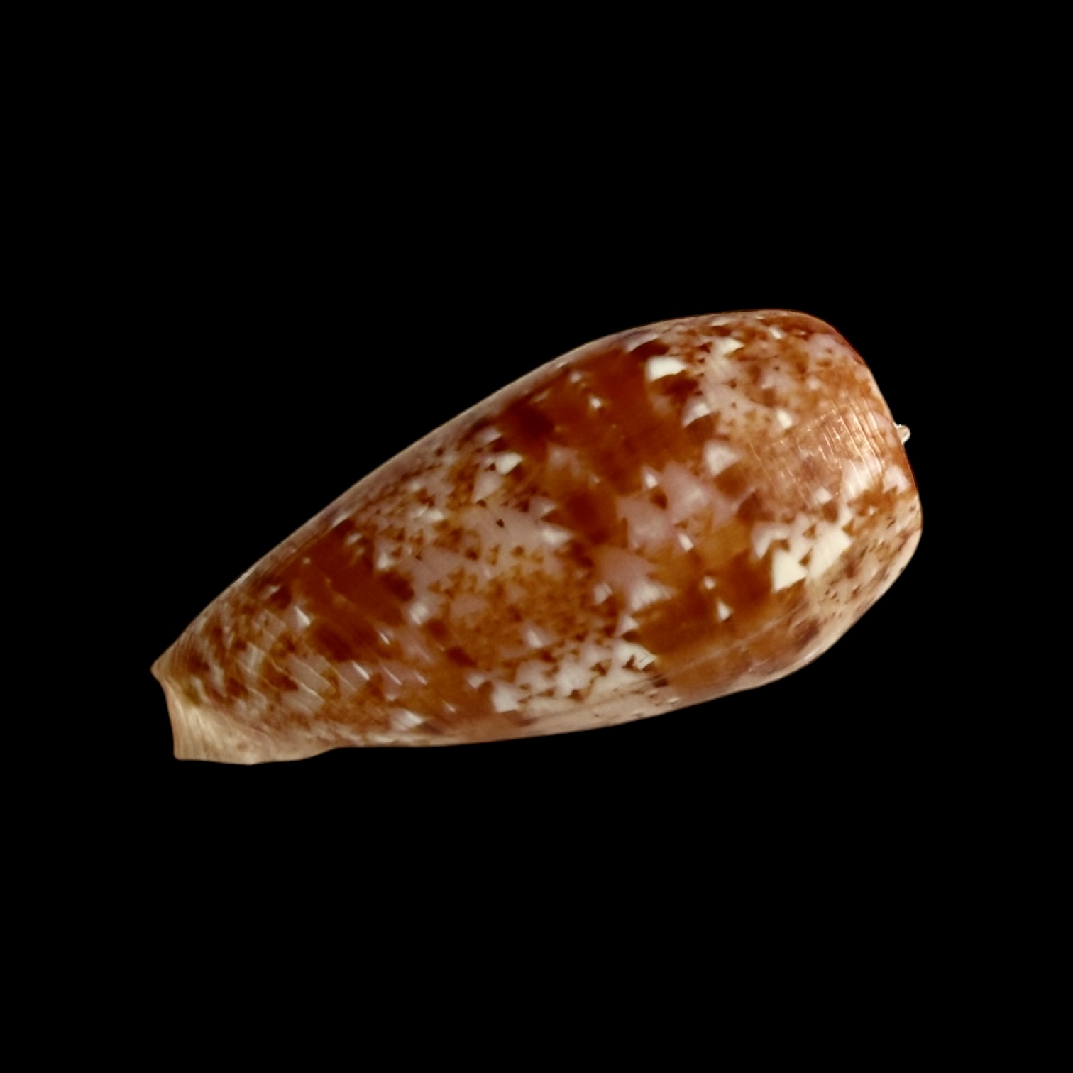 BC399 Conus minamiae w/o - MARQUESAS BEAUTY - Image 3