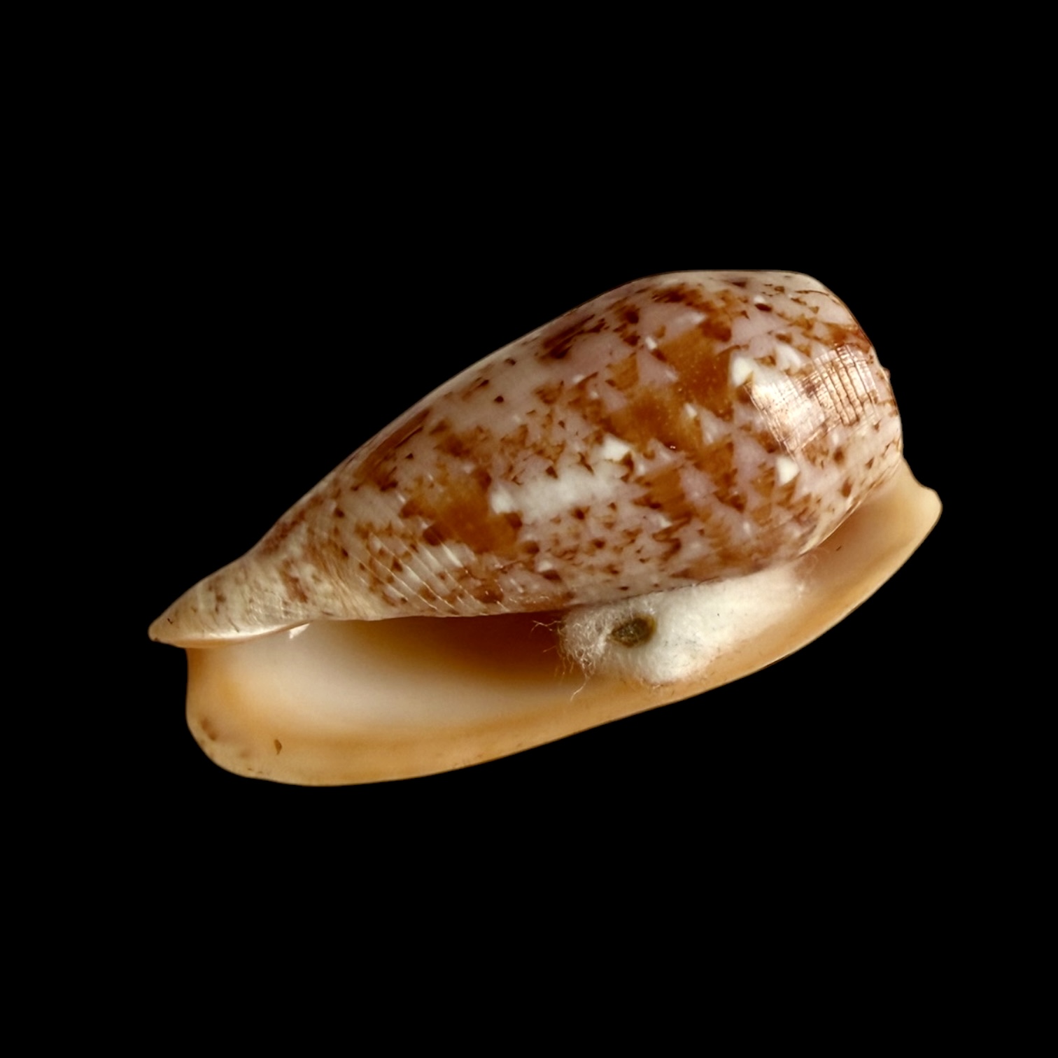 BC399 Conus minamiae w/o - MARQUESAS BEAUTY - Image 4
