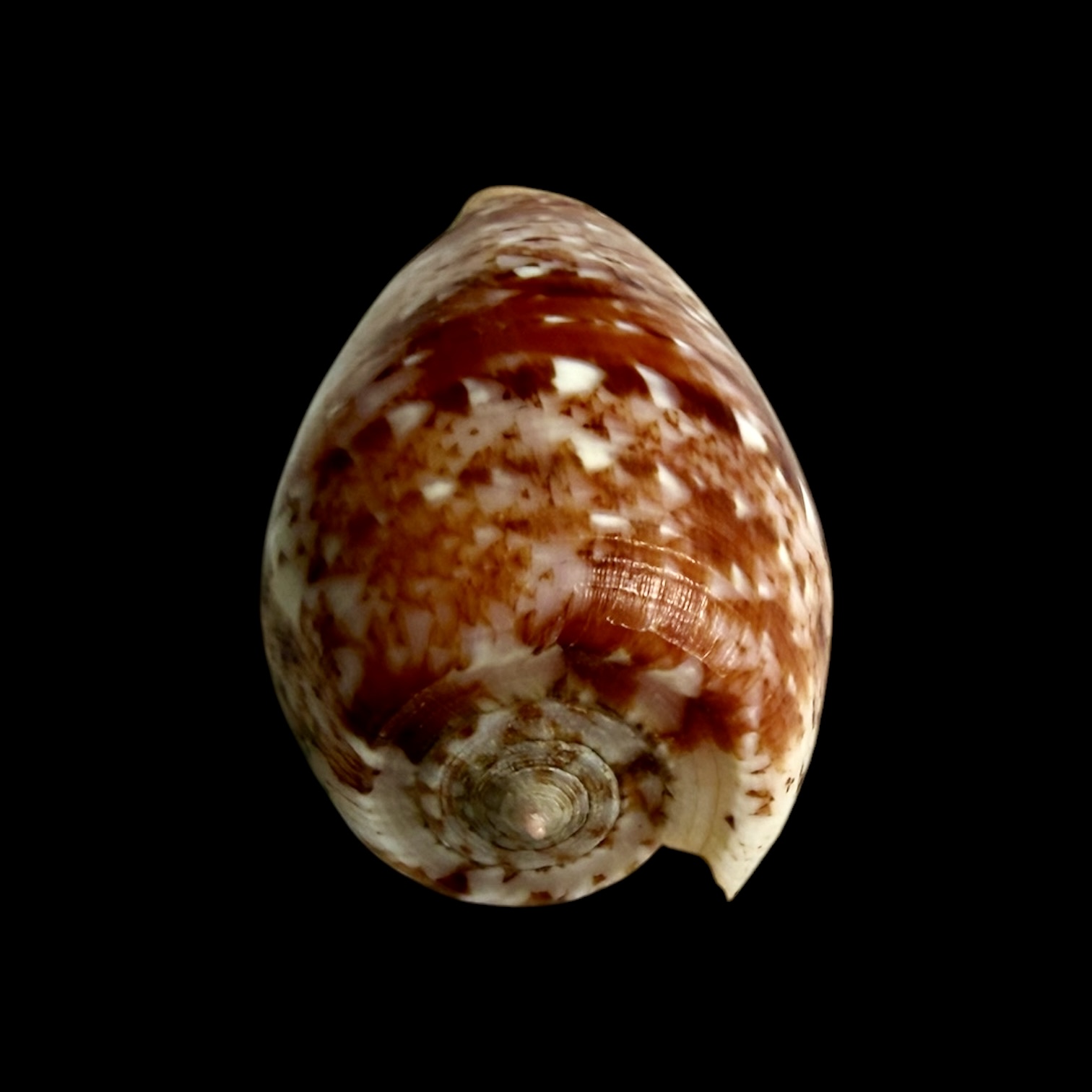 BC399 Conus minamiae w/o - MARQUESAS BEAUTY - Image 5