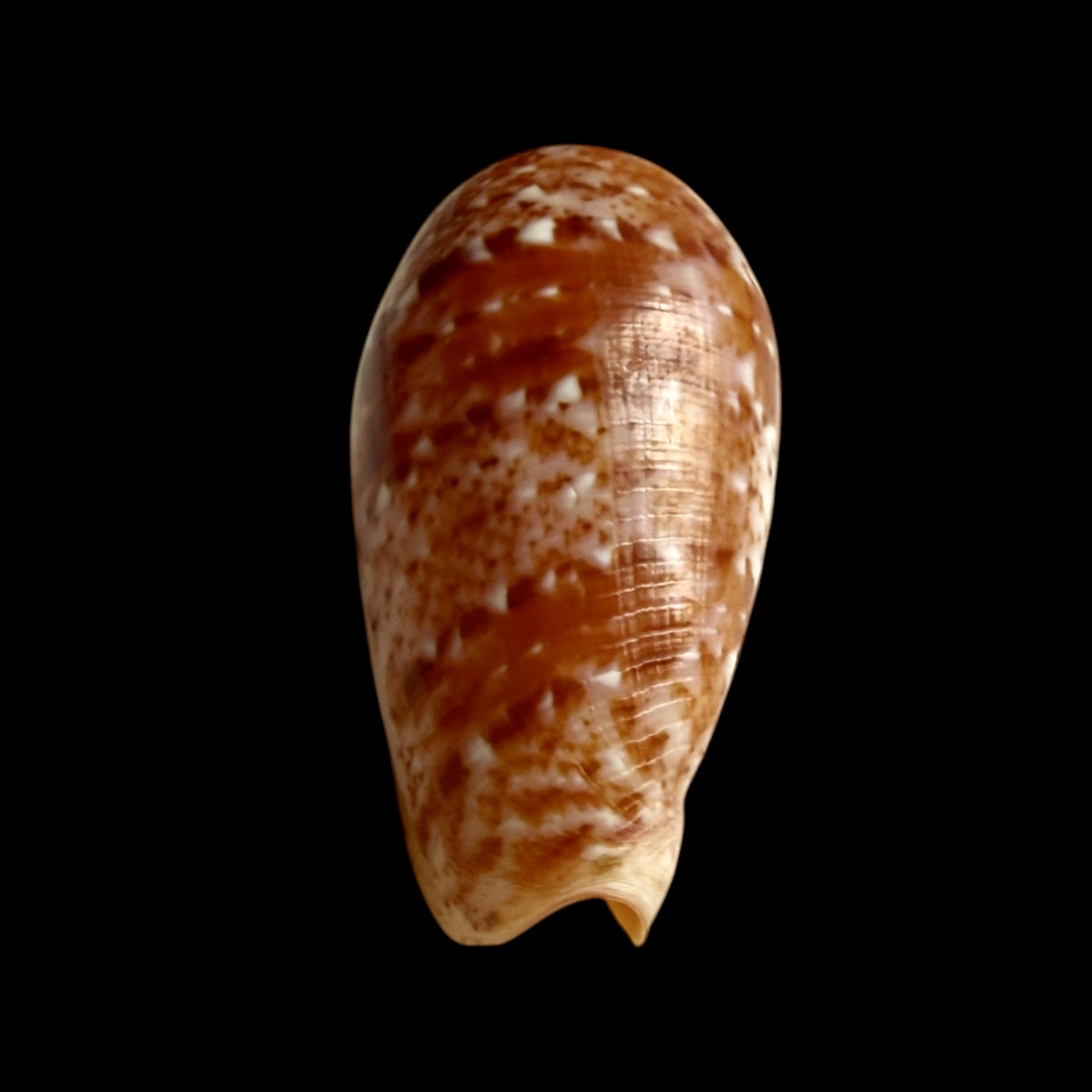 BC399 Conus minamiae w/o - MARQUESAS BEAUTY - Image 6