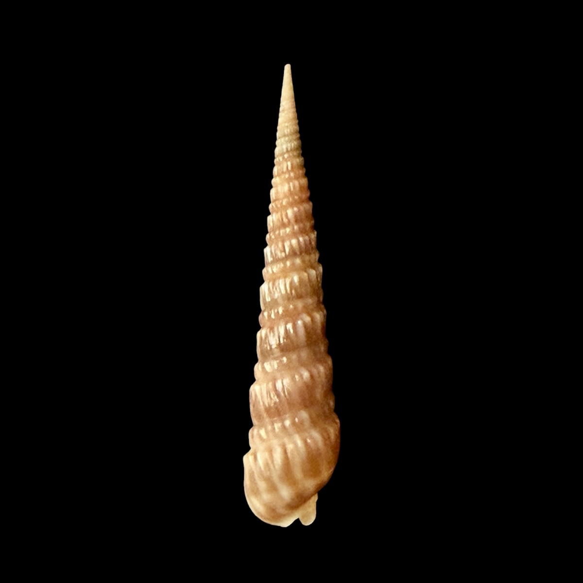 BC397 Oxymeris trochlea