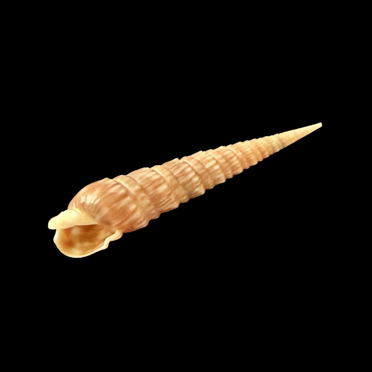 BC397 Oxymeris trochlea - Image 2