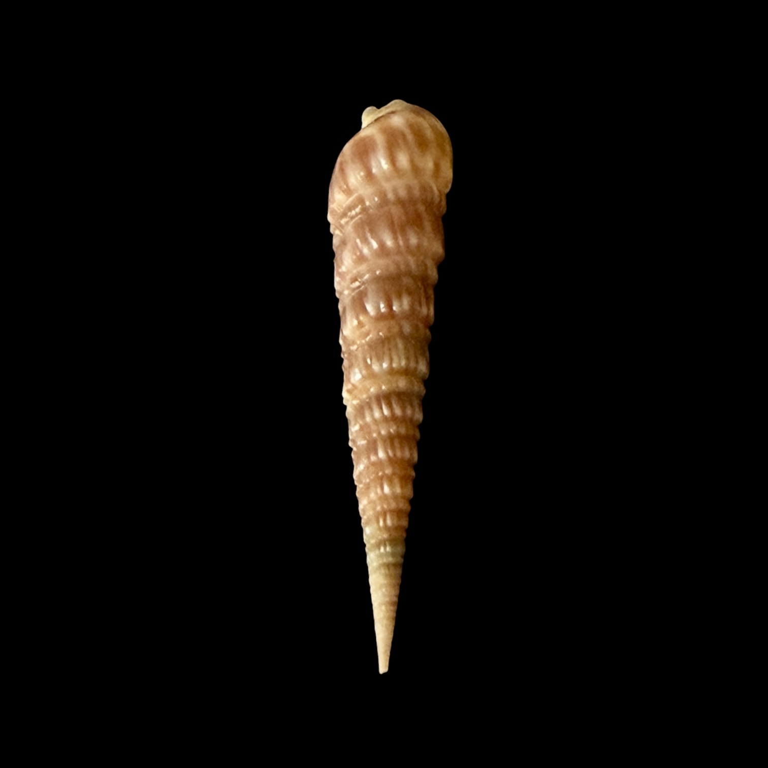 BC397 Oxymeris trochlea - Image 4