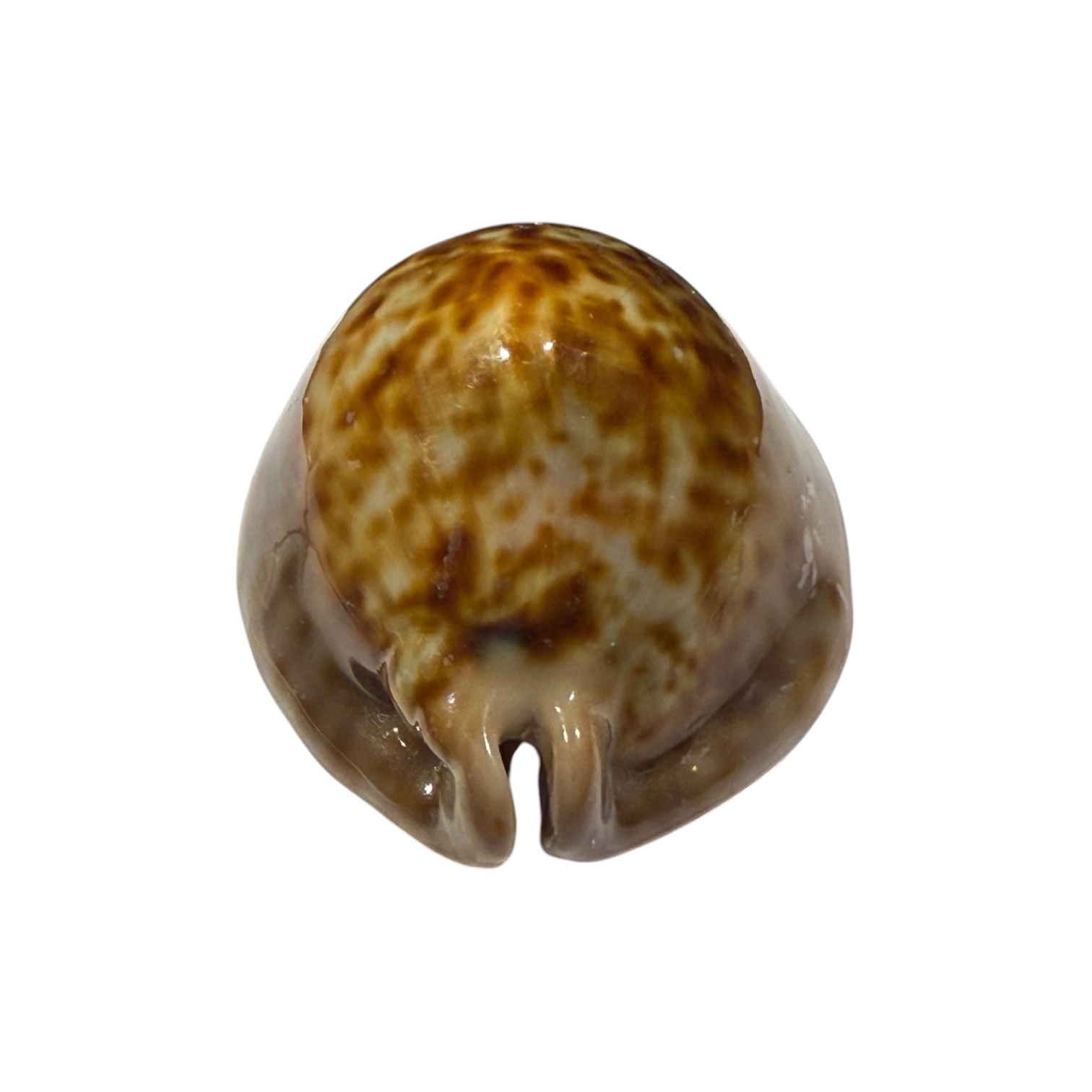 BC396 Trona stercoraria f. rattus - Image 4