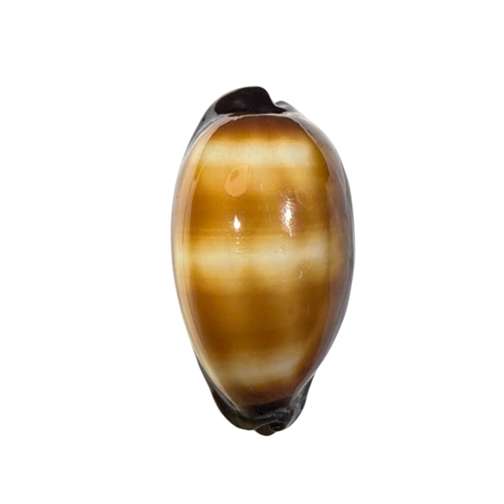BC367 Talparia talpa vivida - MARQUESAS