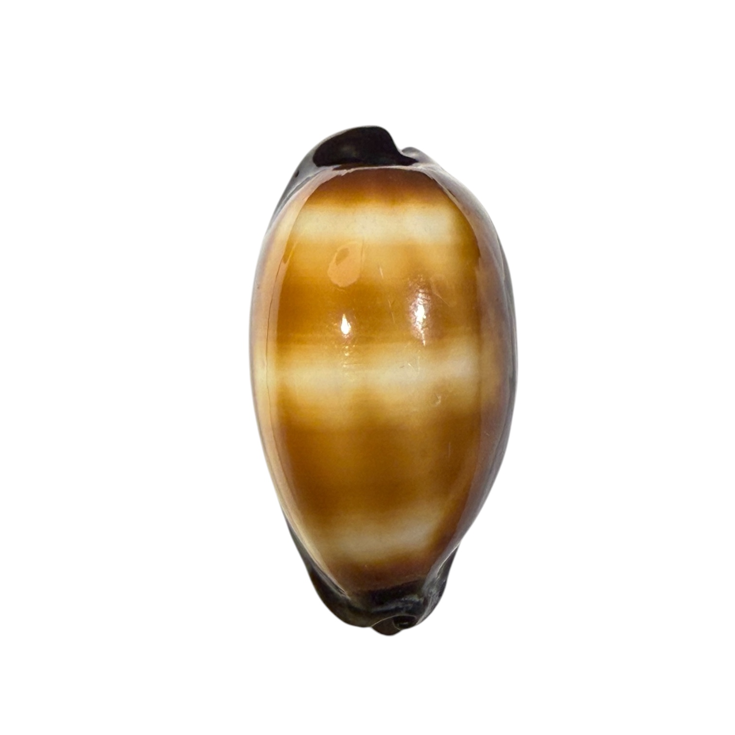 BC367 Talparia talpa vivida - MARQUESAS