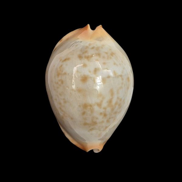 BC579 Zoila jeaniana aurata - ADULT DWARF