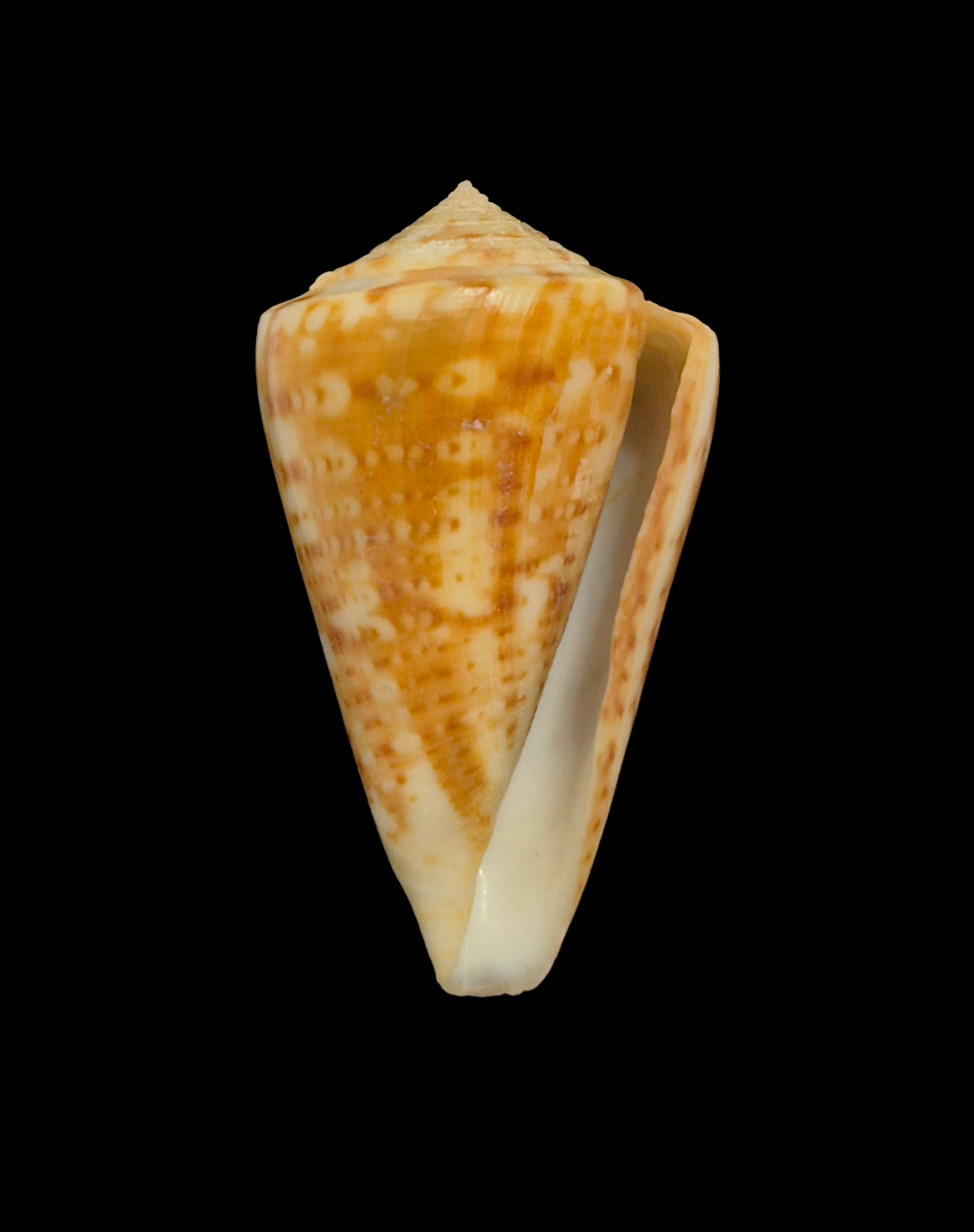 BC406 Conus lemniscatus aff. - Image 2
