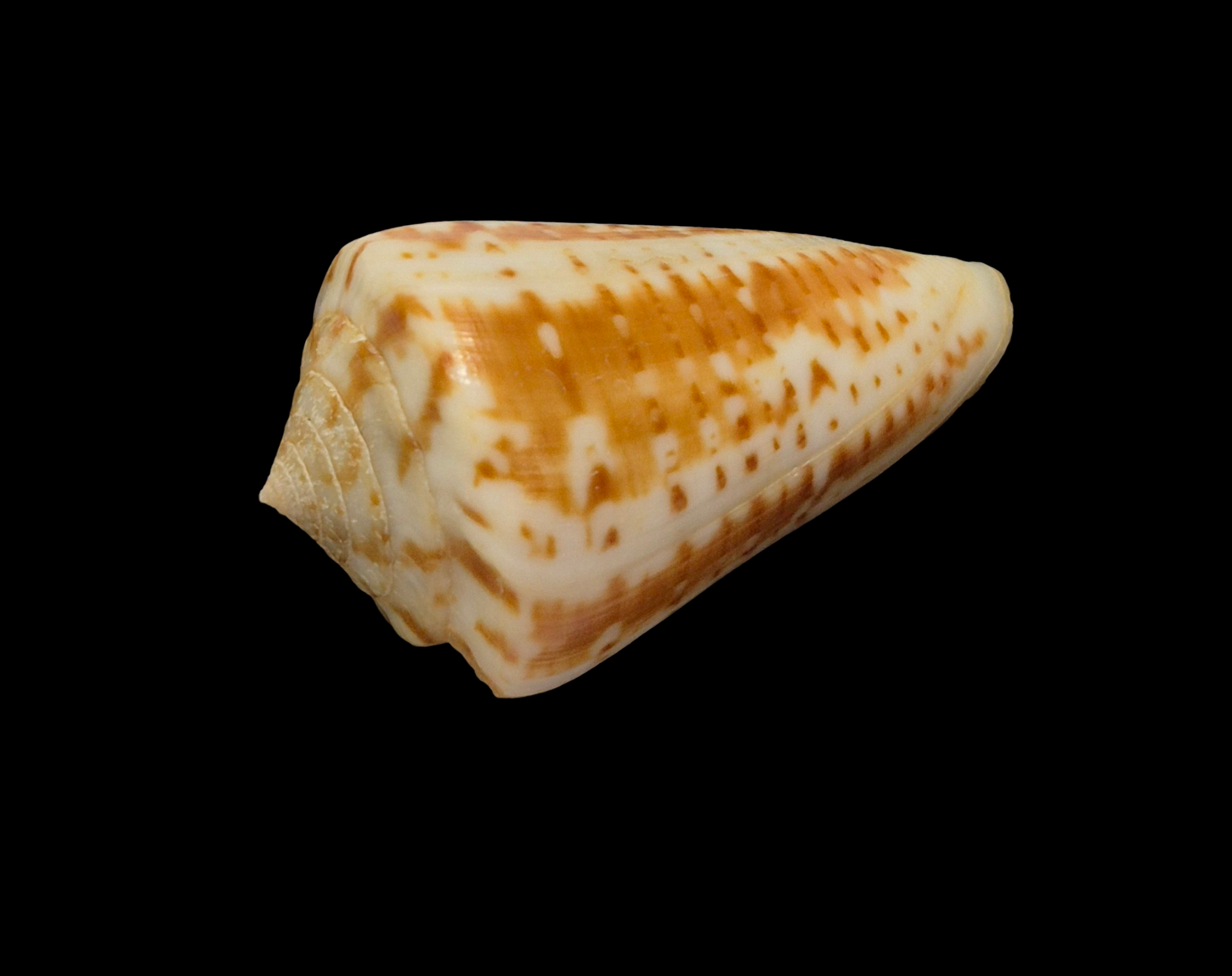 BC406 Conus lemniscatus aff. - Image 3