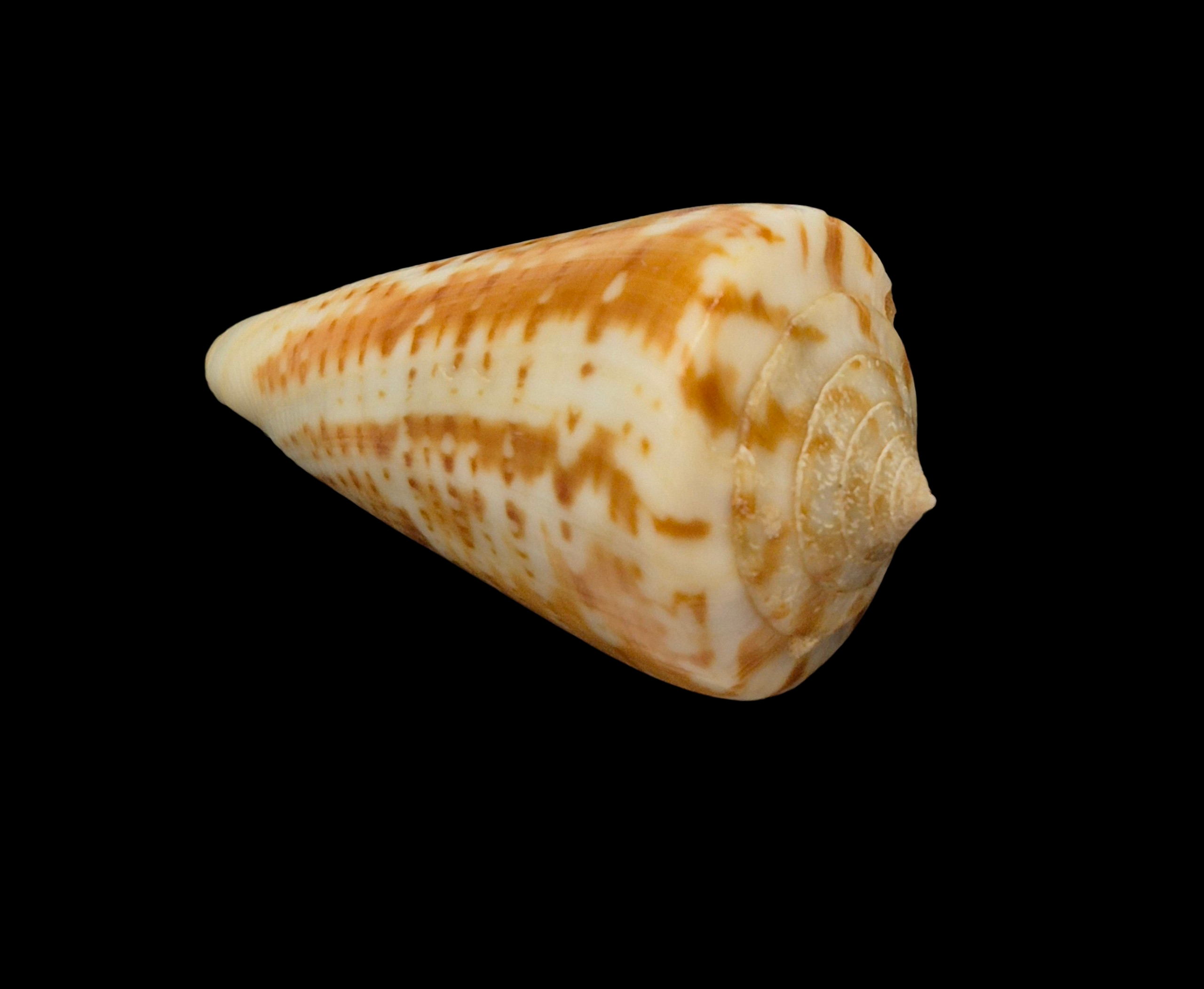 BC406 Conus lemniscatus aff. - Image 4