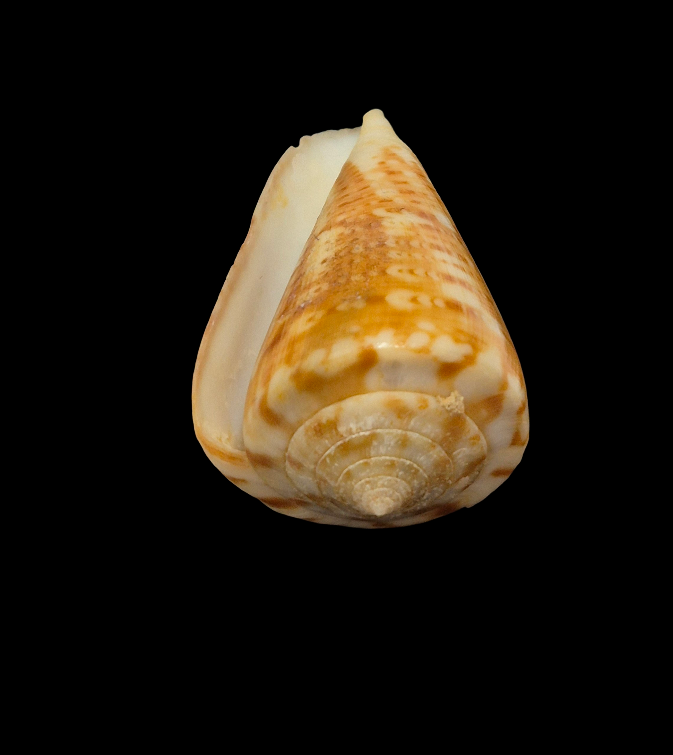 BC406 Conus lemniscatus aff. - Image 5