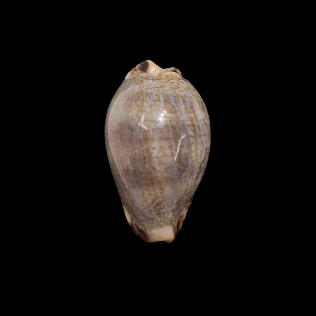 BC272 Pseudozonaria nigropunctata
