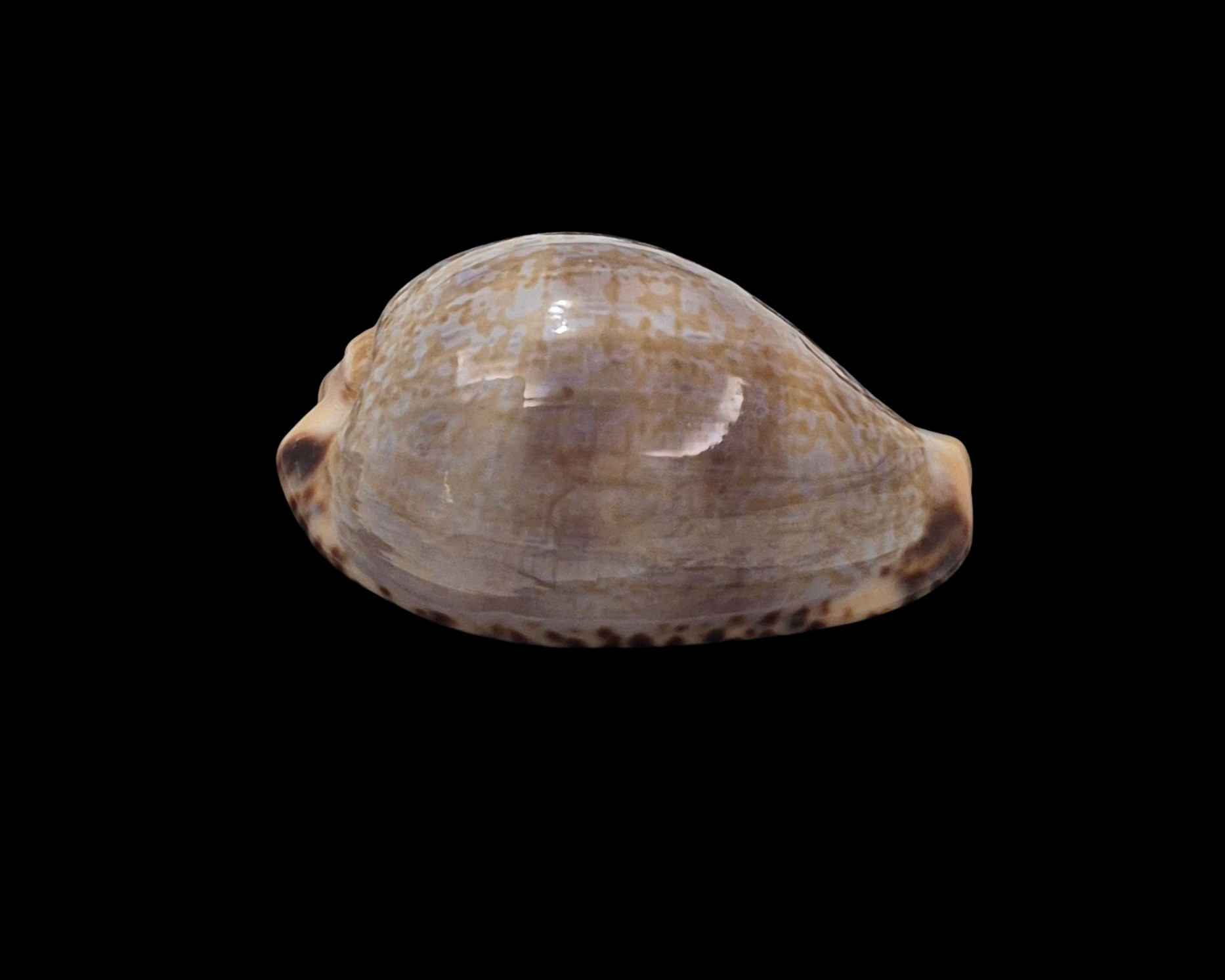 BC272 Pseudozonaria nigropunctata - Image 2