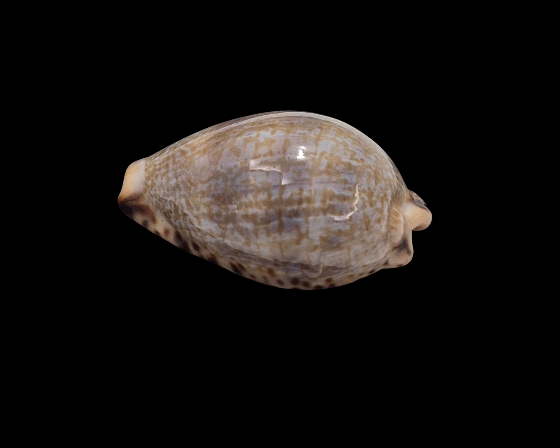 BC272 Pseudozonaria nigropunctata - Image 4