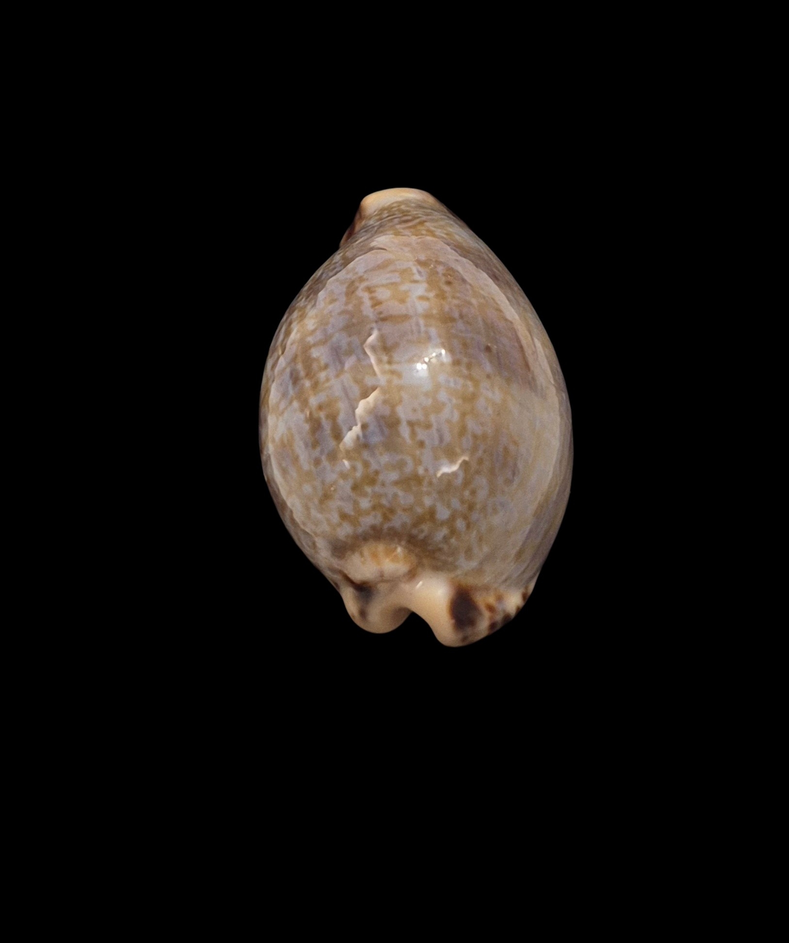 BC272 Pseudozonaria nigropunctata - Image 5