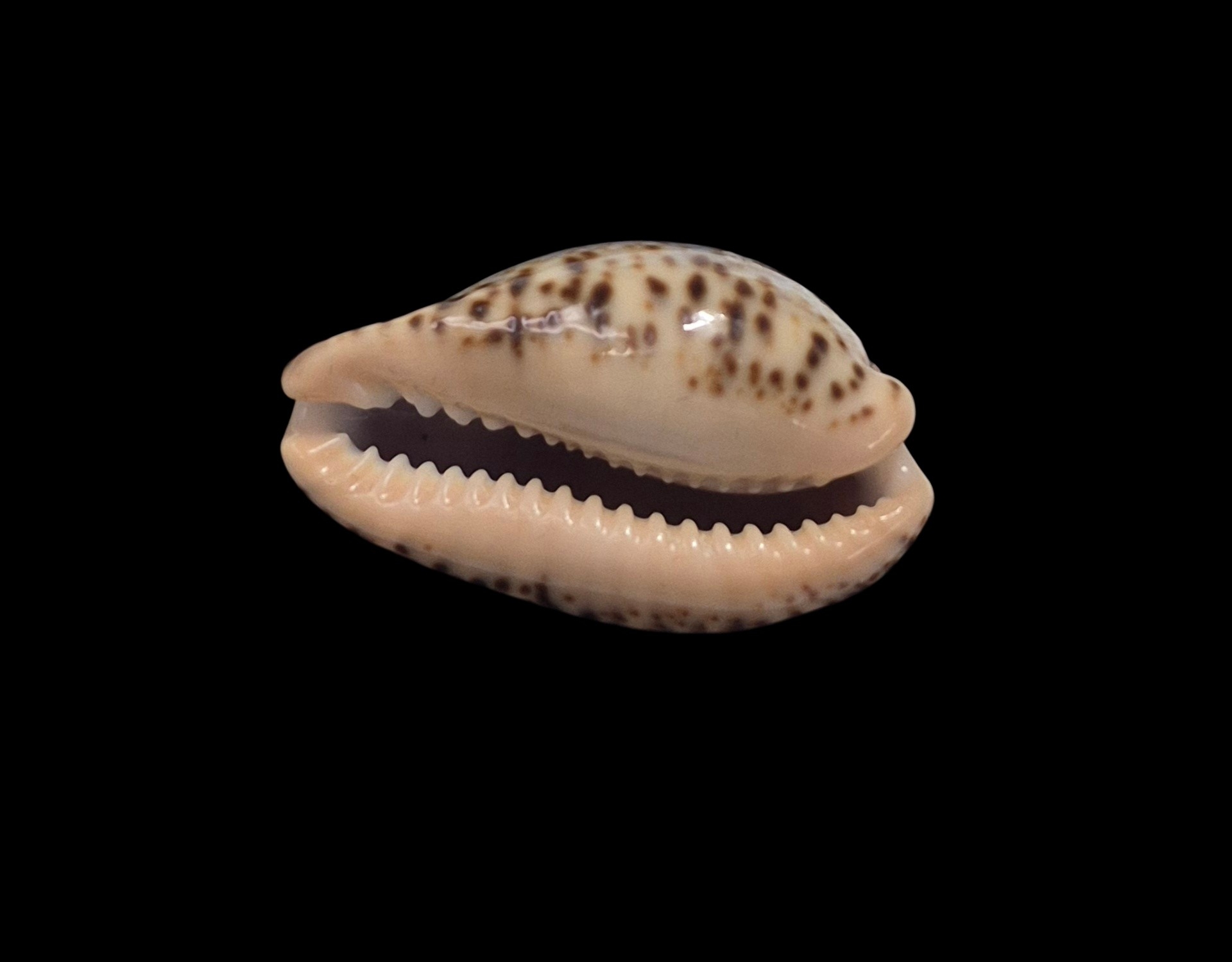BC272 Pseudozonaria nigropunctata - Image 3
