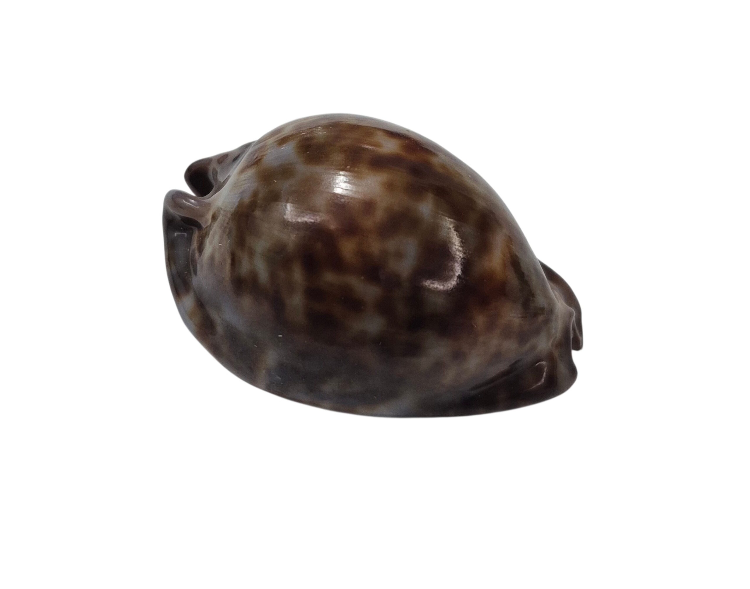 BC194 Trona stercoraria f. minima - Image 2