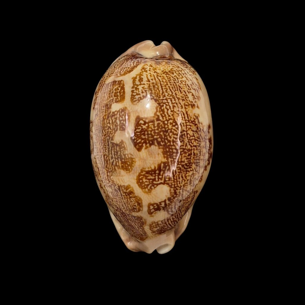 BC335 Leporicypraea mappa f. ultraviola