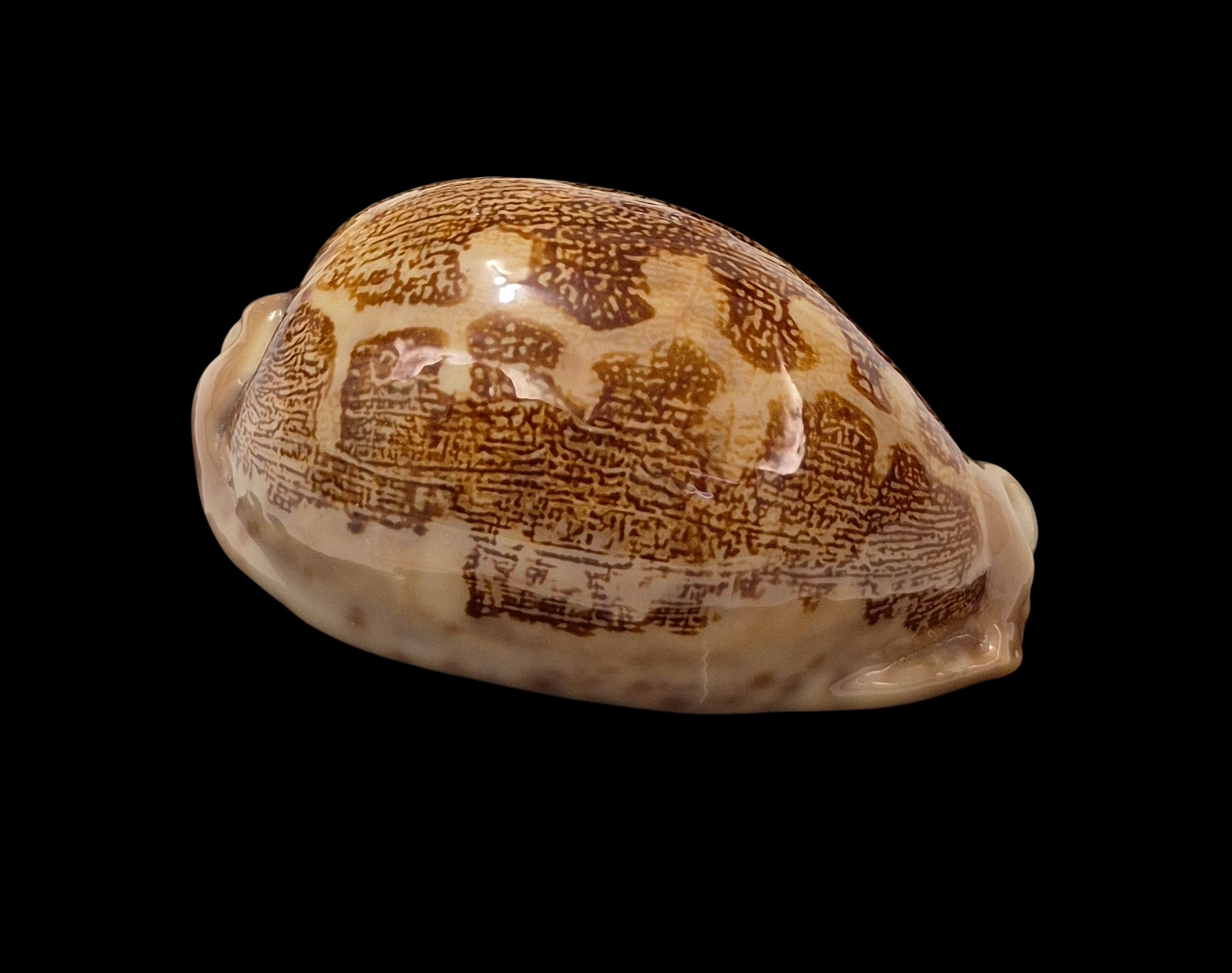 BC335 Leporicypraea mappa f. ultraviola - Image 2