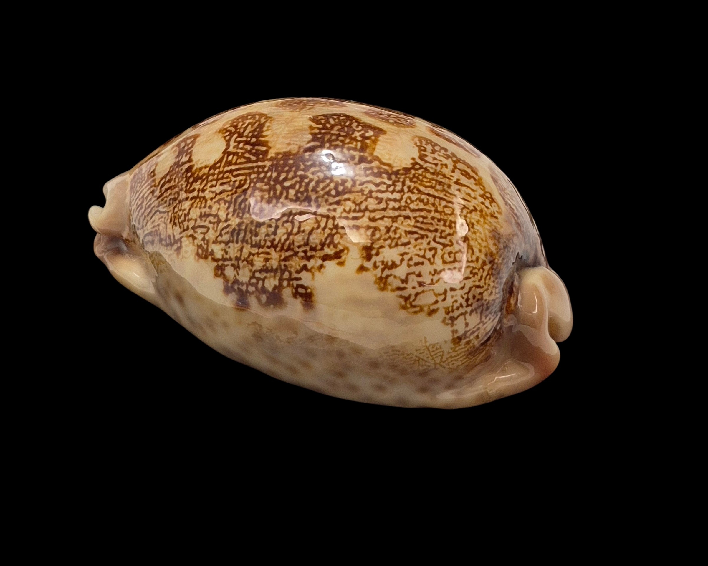BC335 Leporicypraea mappa f. ultraviola - Image 3