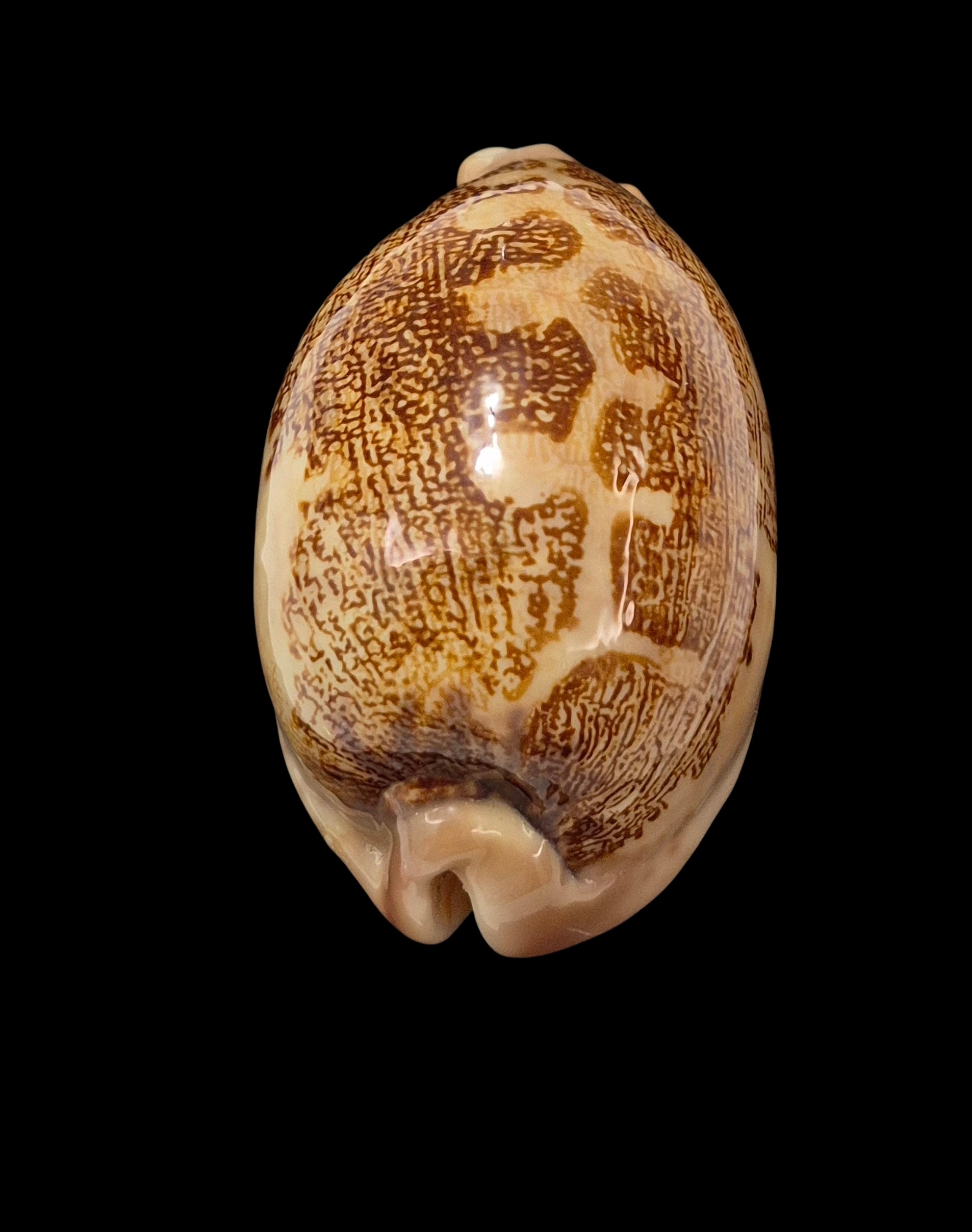 BC335 Leporicypraea mappa f. ultraviola - Image 4