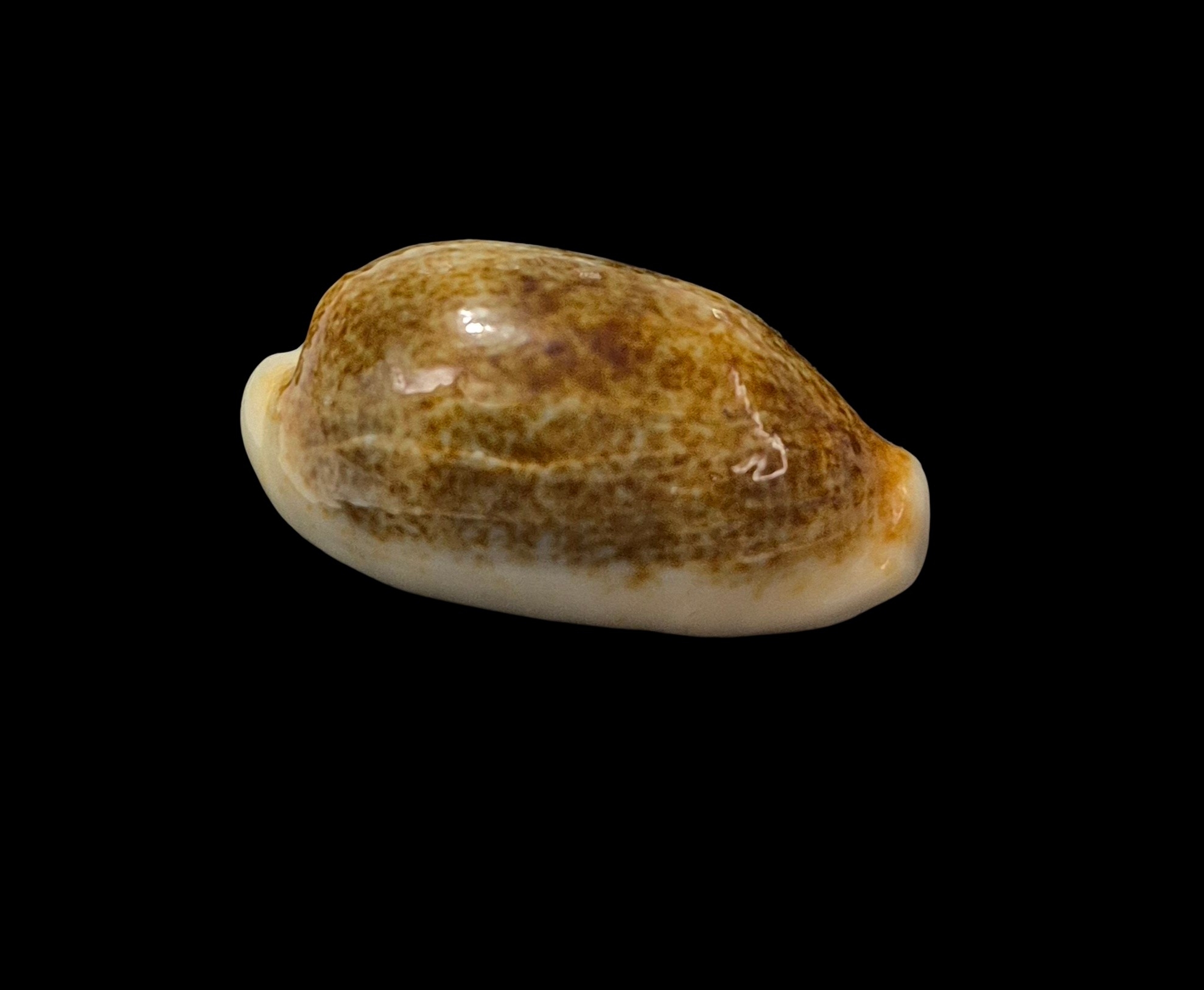 BC368 Erronea errones - MELANISTIC - Image 2