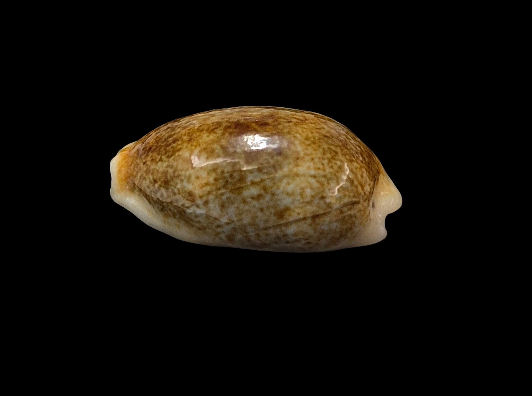 BC368 Erronea errones - MELANISTIC - Image 3