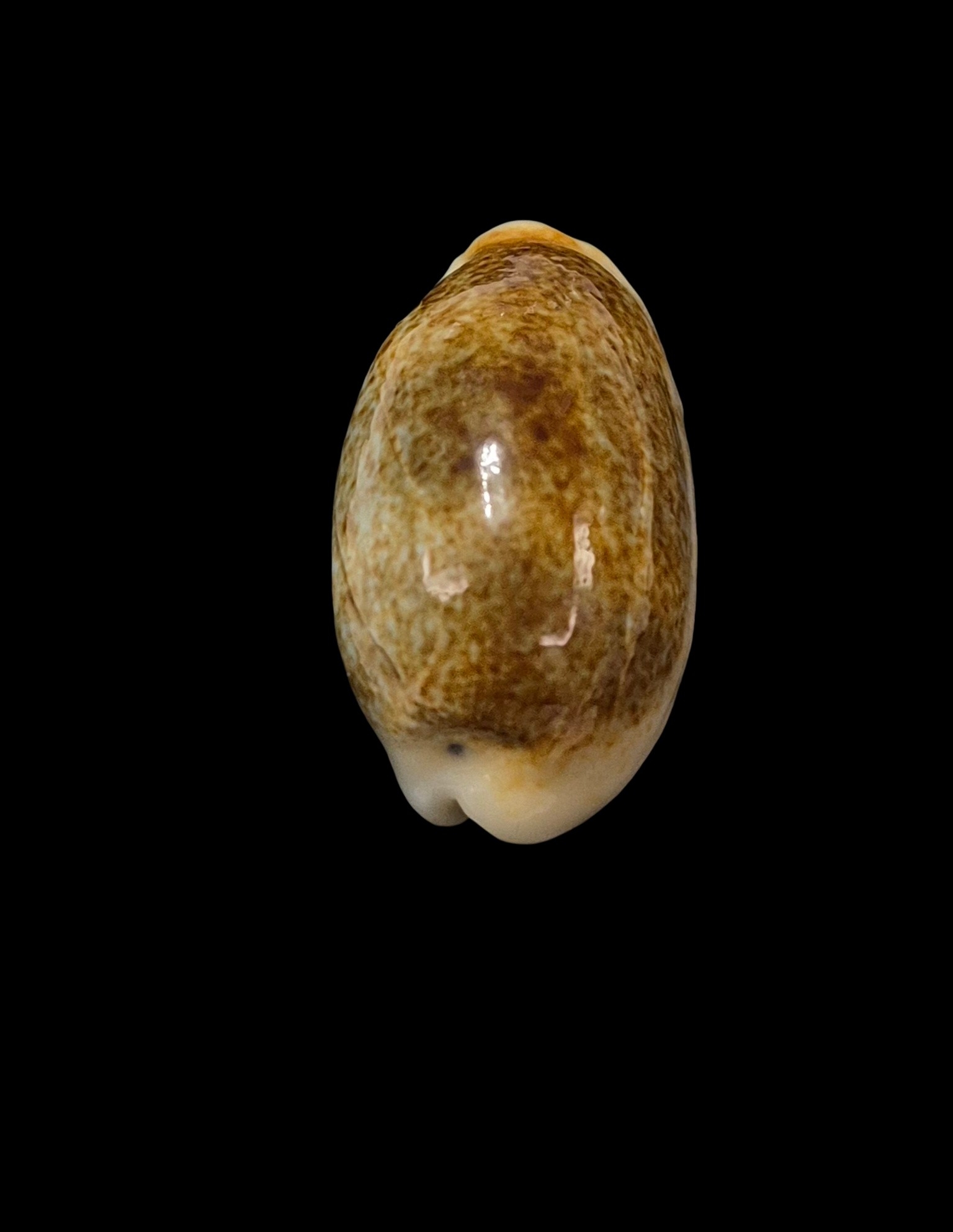 BC368 Erronea errones - MELANISTIC - Image 4