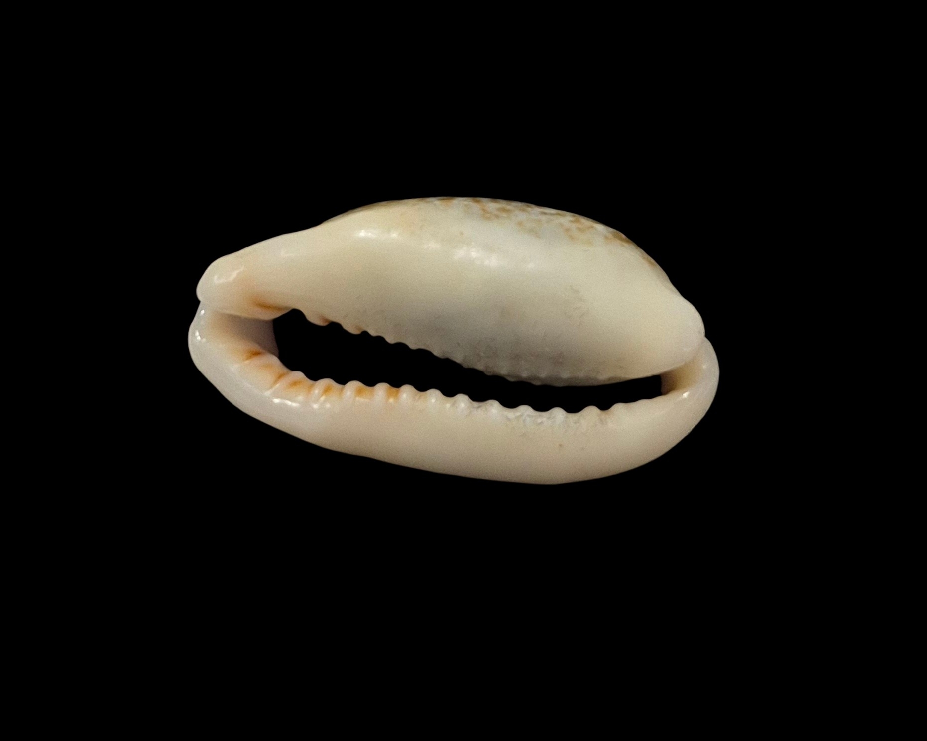 BC368 Erronea errones - MELANISTIC - Image 5