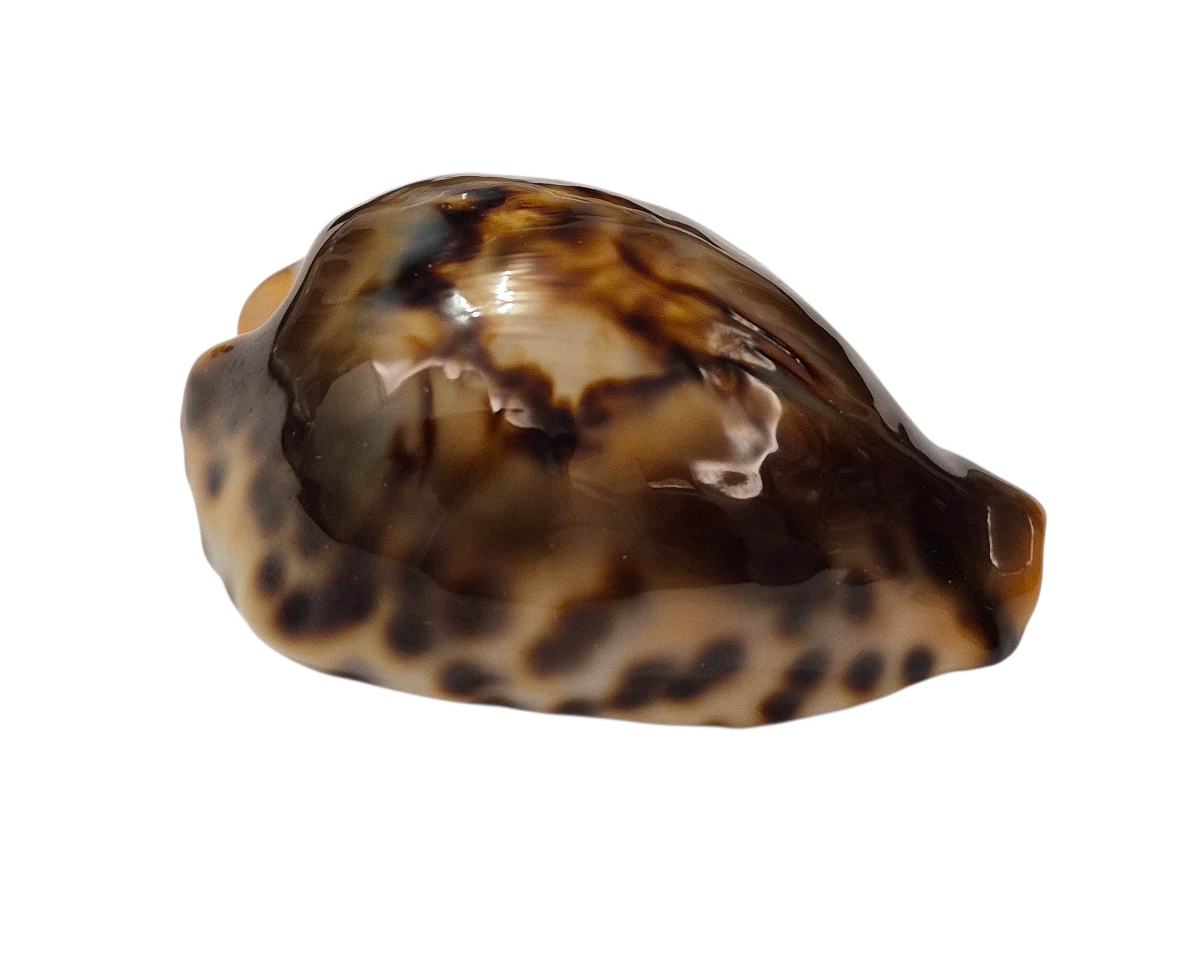 BC001 Barycypraea fultoni fultoni - A LITTLE JEWEL - Image 8