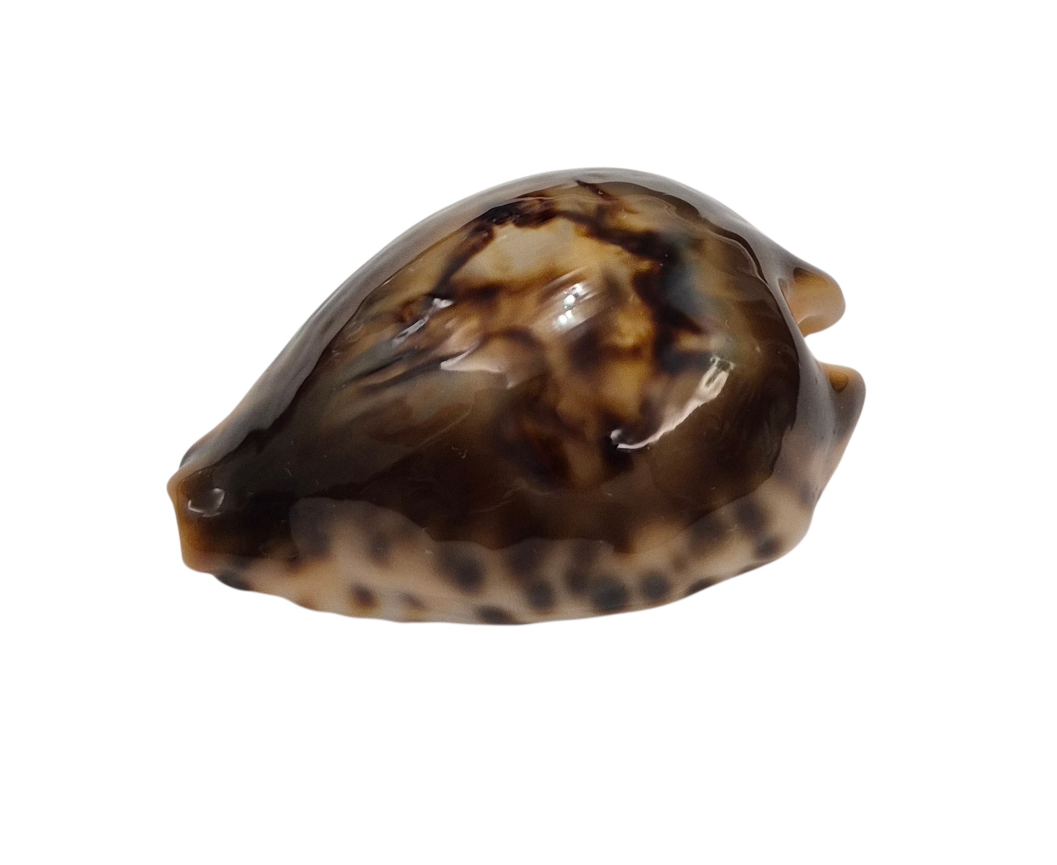 BC001 Barycypraea fultoni fultoni - A LITTLE JEWEL - Image 16