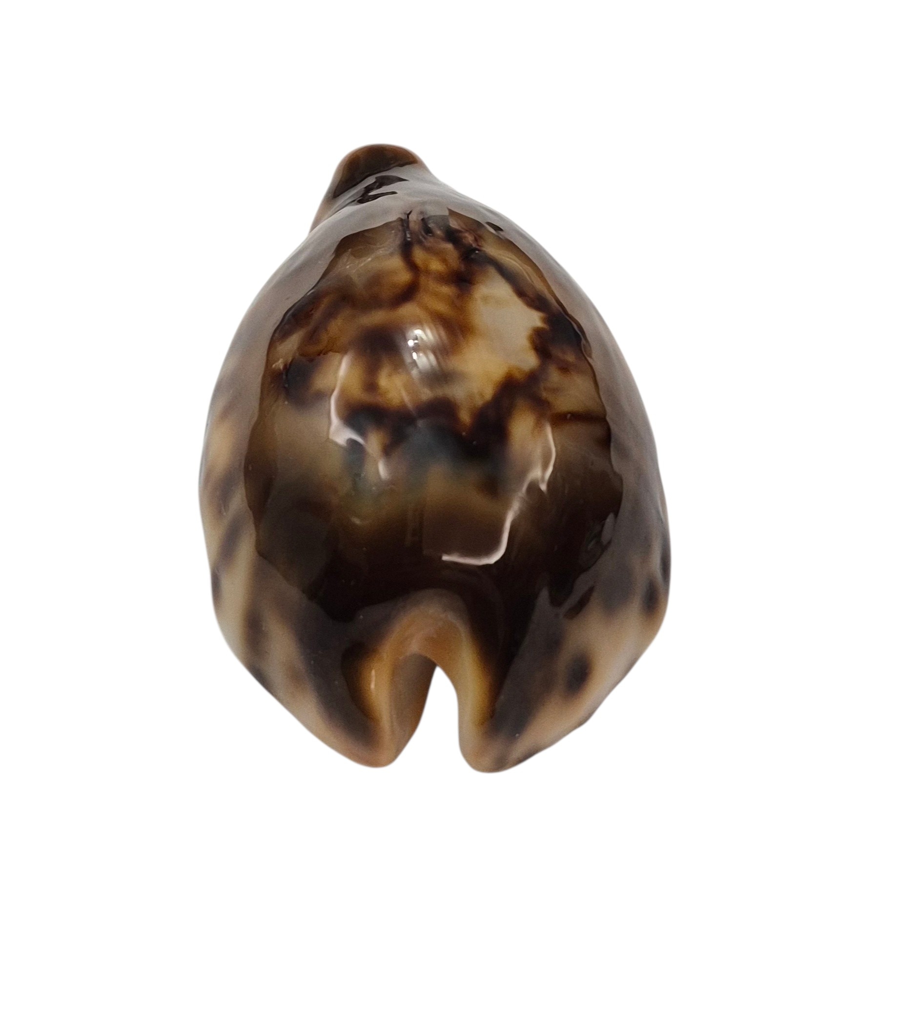 BC001 Barycypraea fultoni fultoni - A LITTLE JEWEL - Image 14